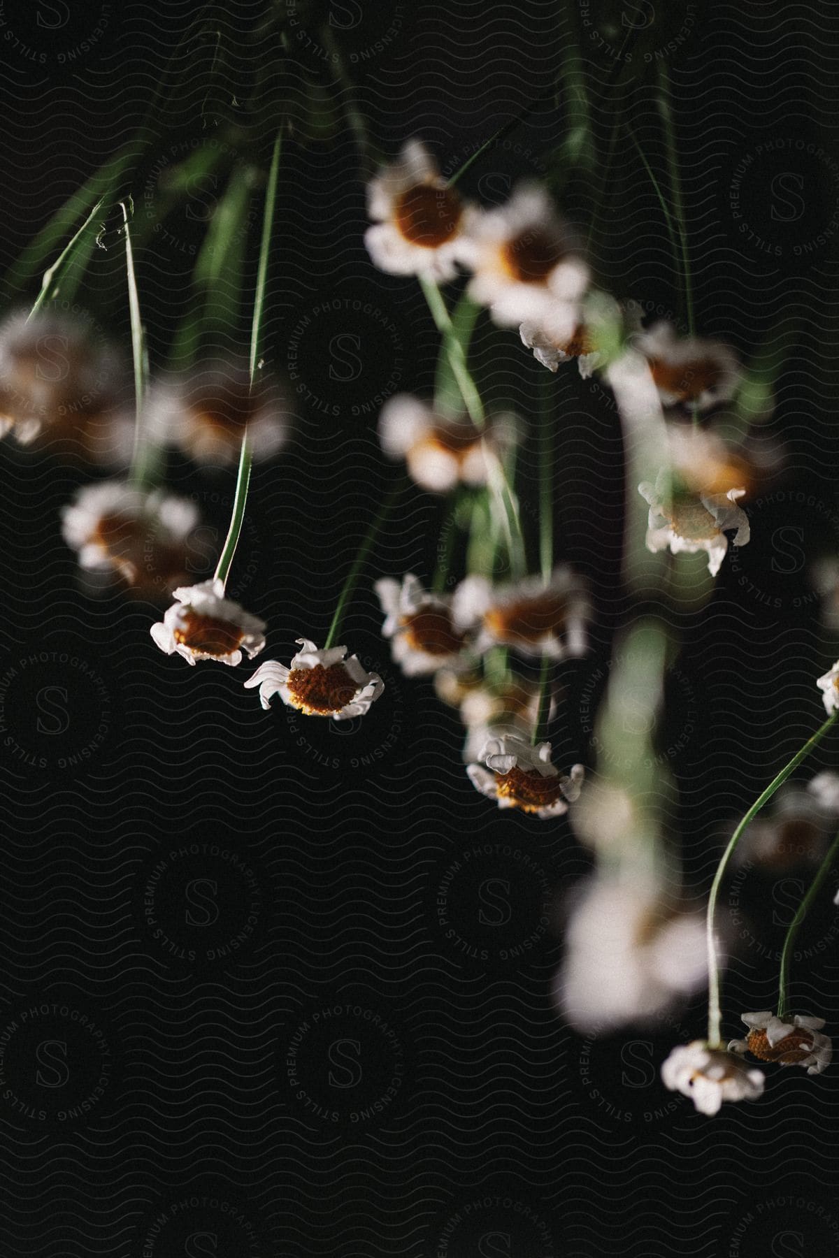 A closeup of a daisylike flower with water droplets on its petals and a branch in the background