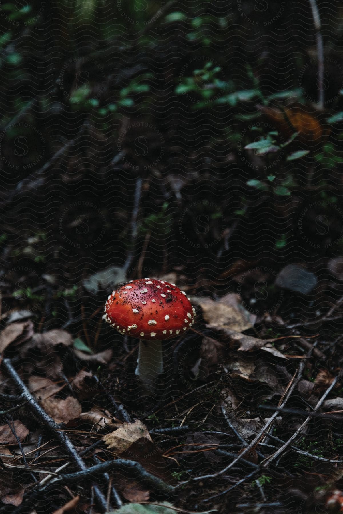 A closeup of a mushroom on the forest floor