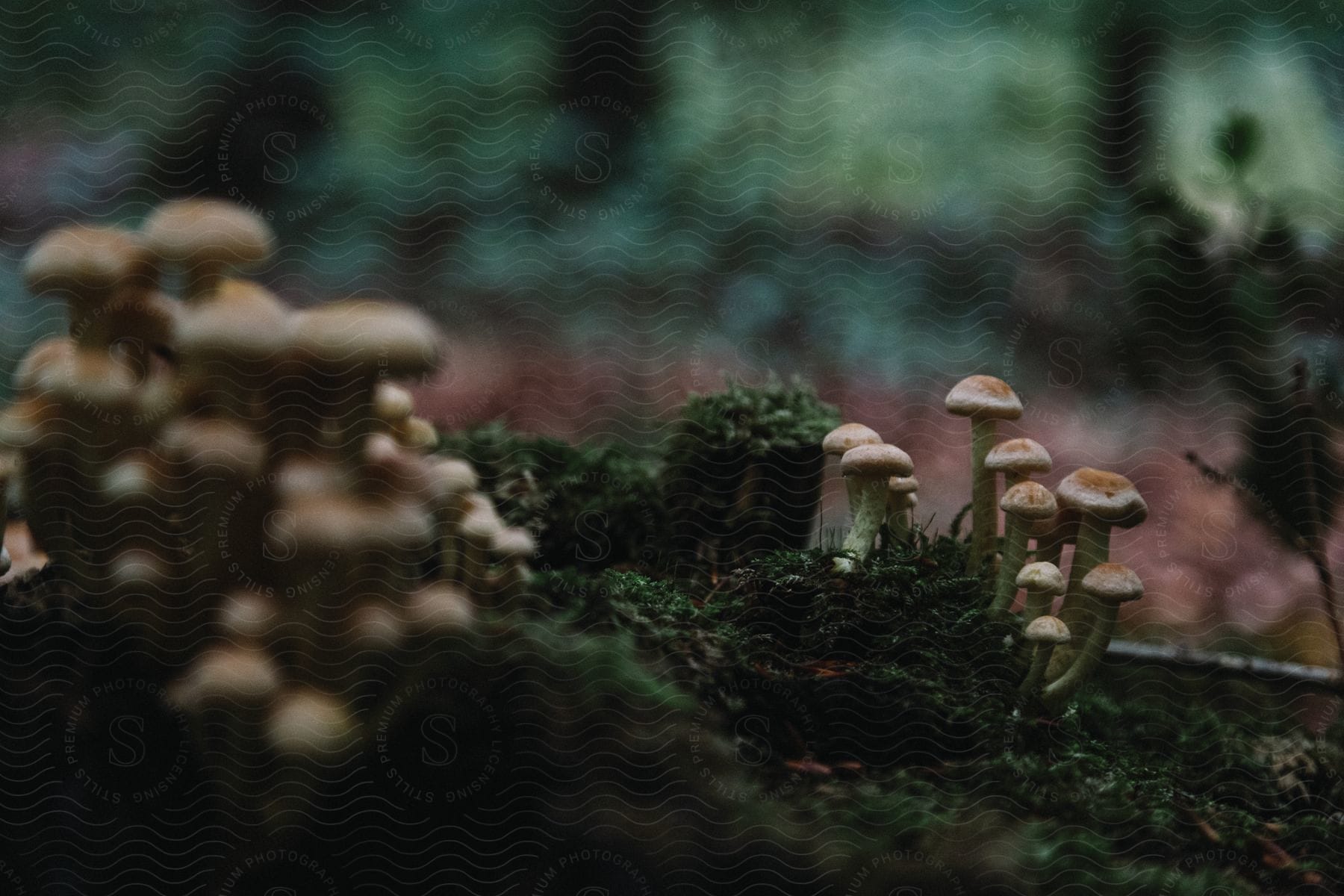 Close up of mushrooms on the forest floor