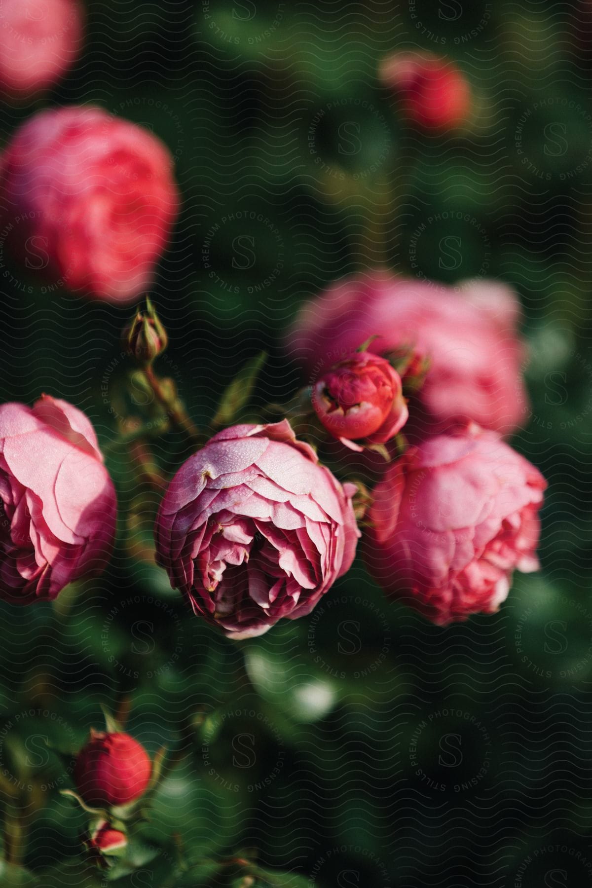 The sun shines on pink flowers and buds