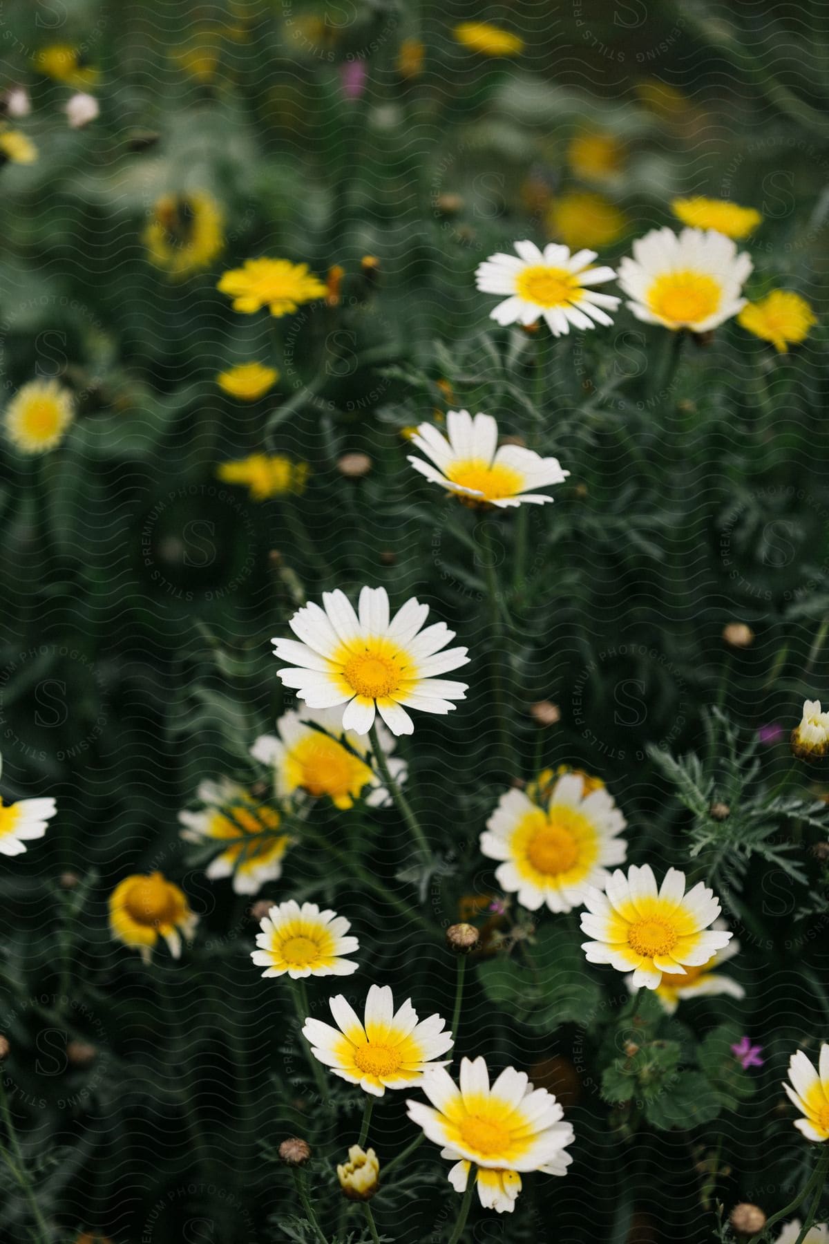 Yellow daisylike flower surrounded by green grass and leaves