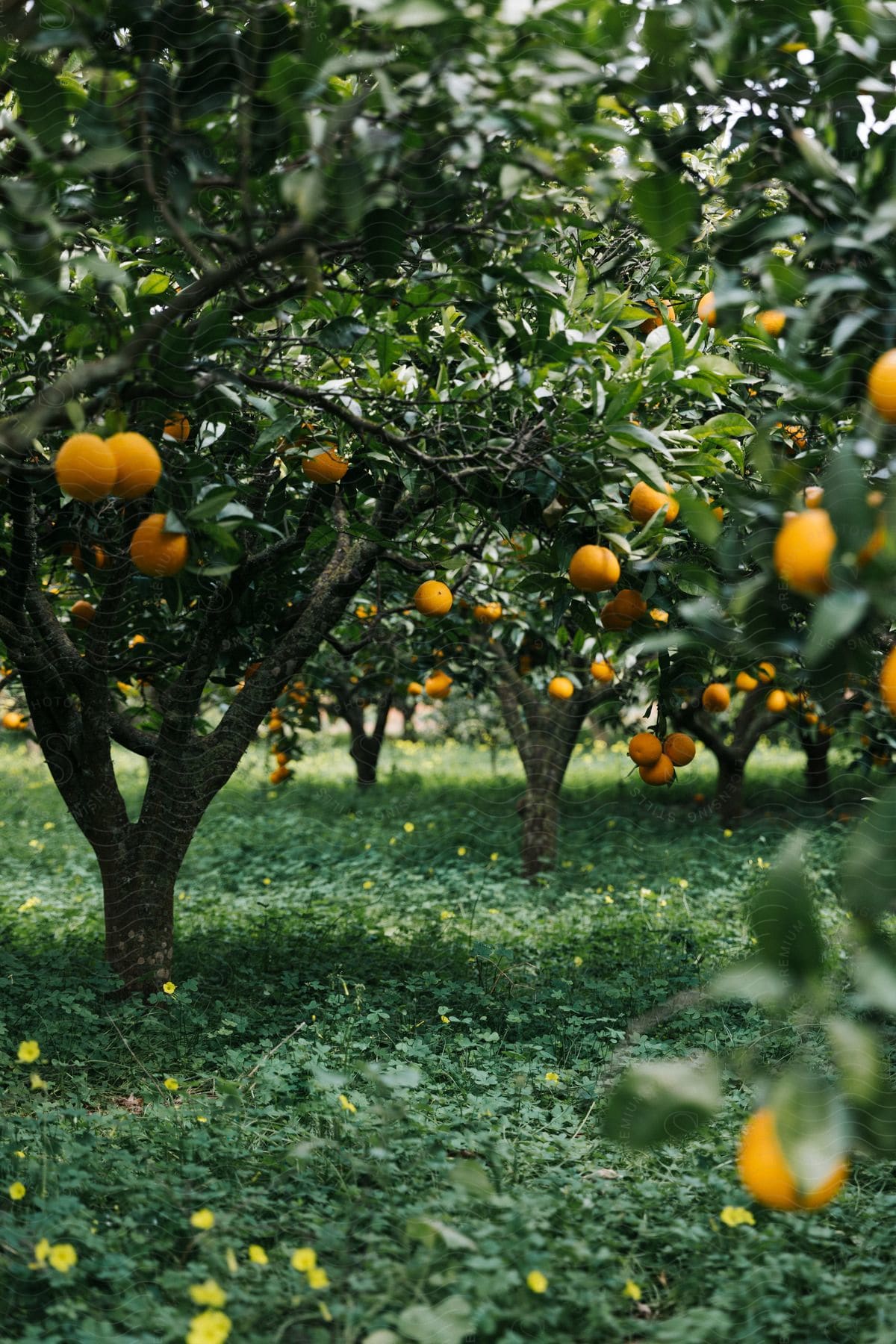 A Grove Of Orange Trees With Branches Filled With Oranges