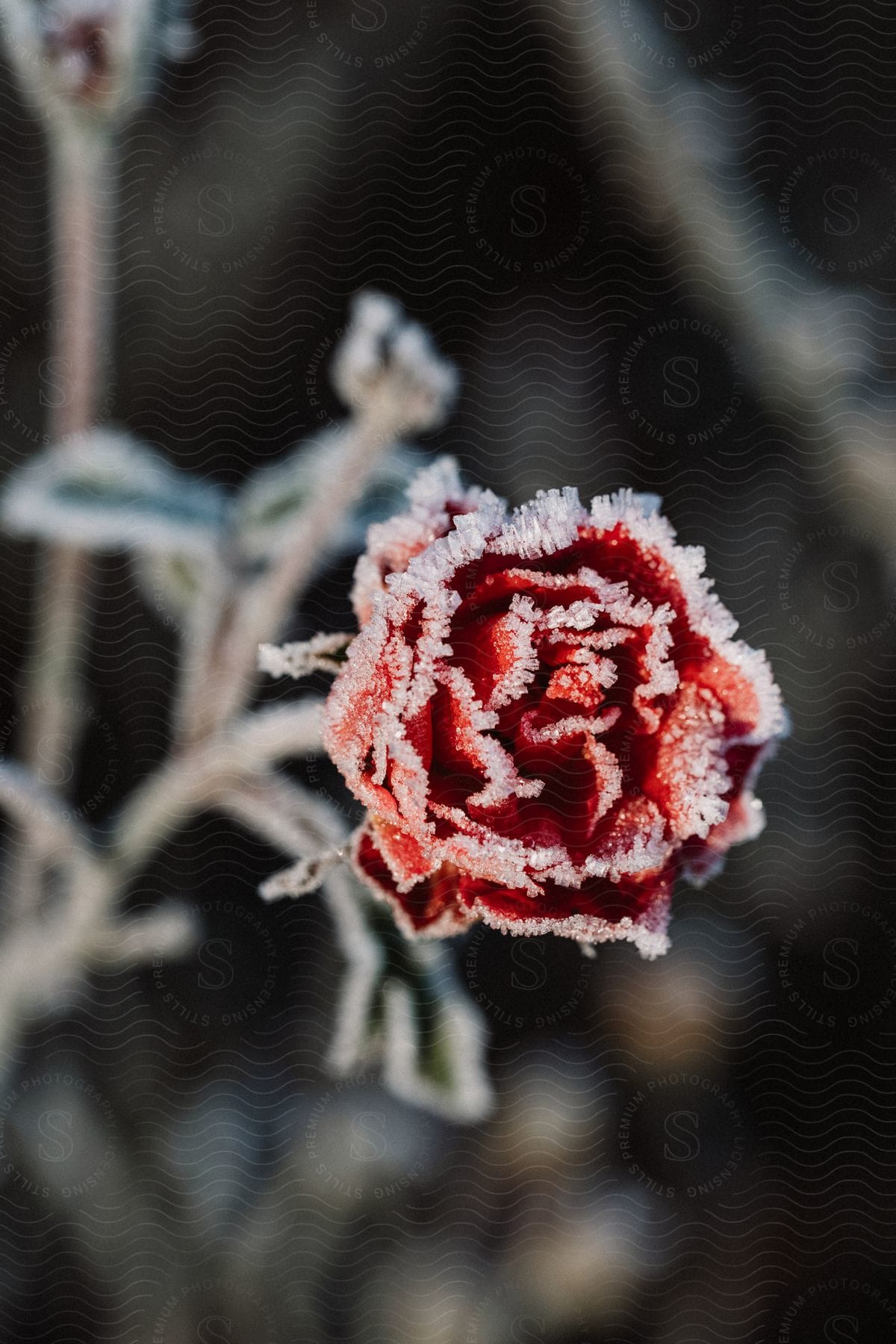 A partially frozen rose flower in a winter garden