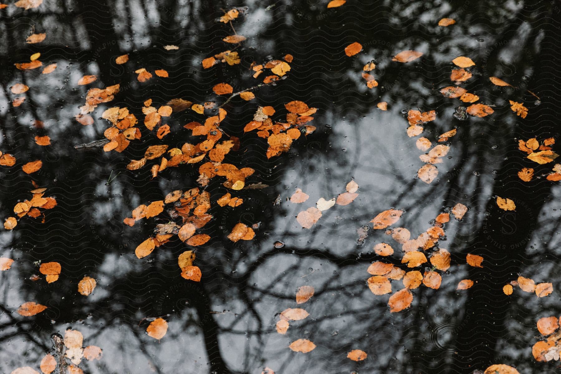 Fallen leaves cover the surface of a lake