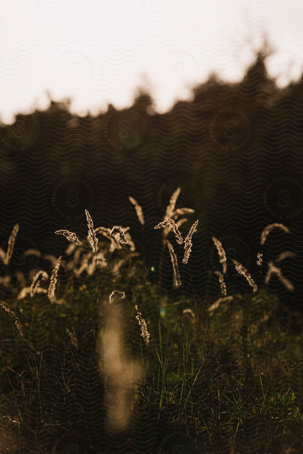 A field of tall grass bathed in golden sunset light with distant trees blurred by warm haze