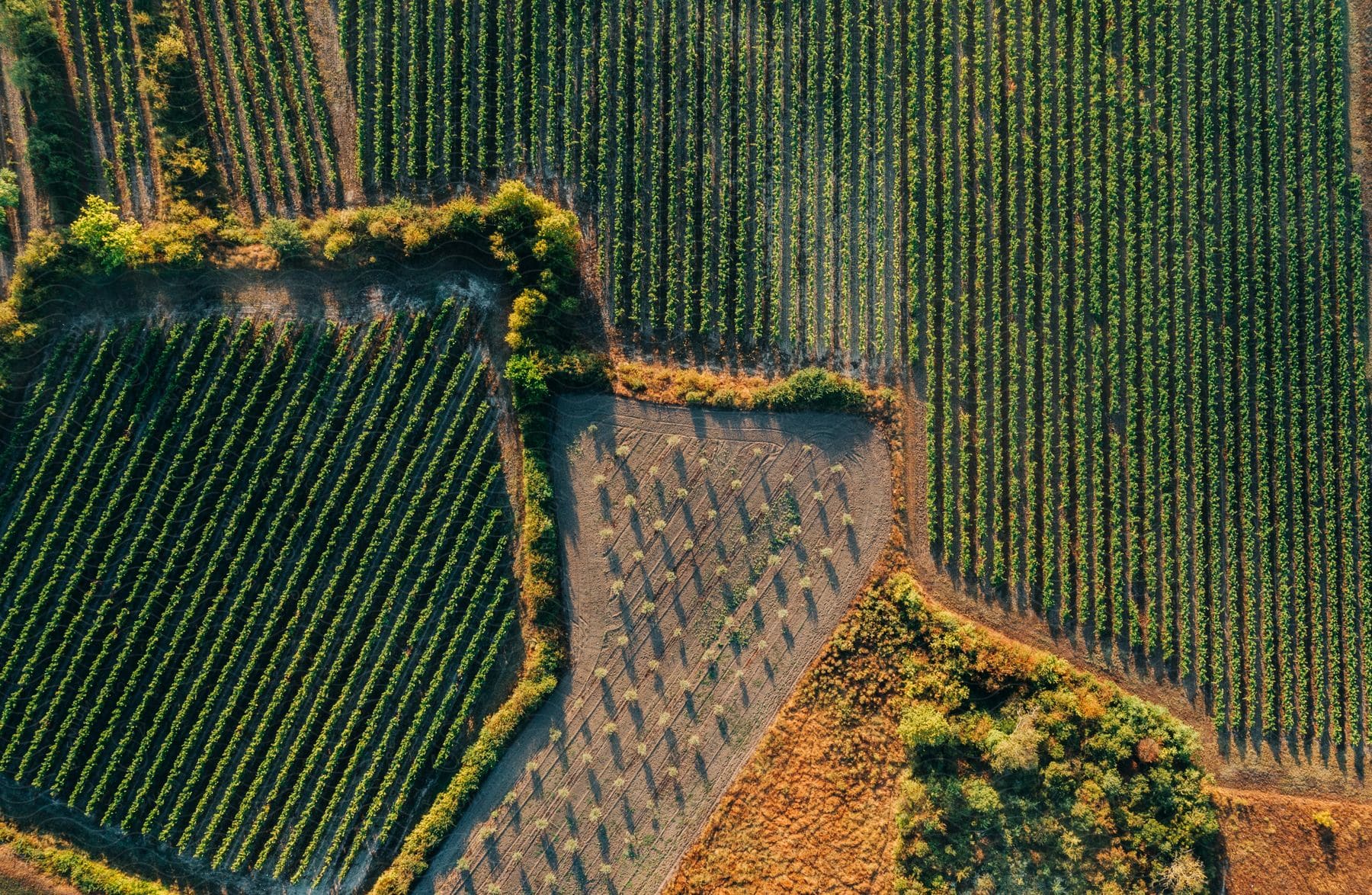 Geometrically cultivated fields seen from above