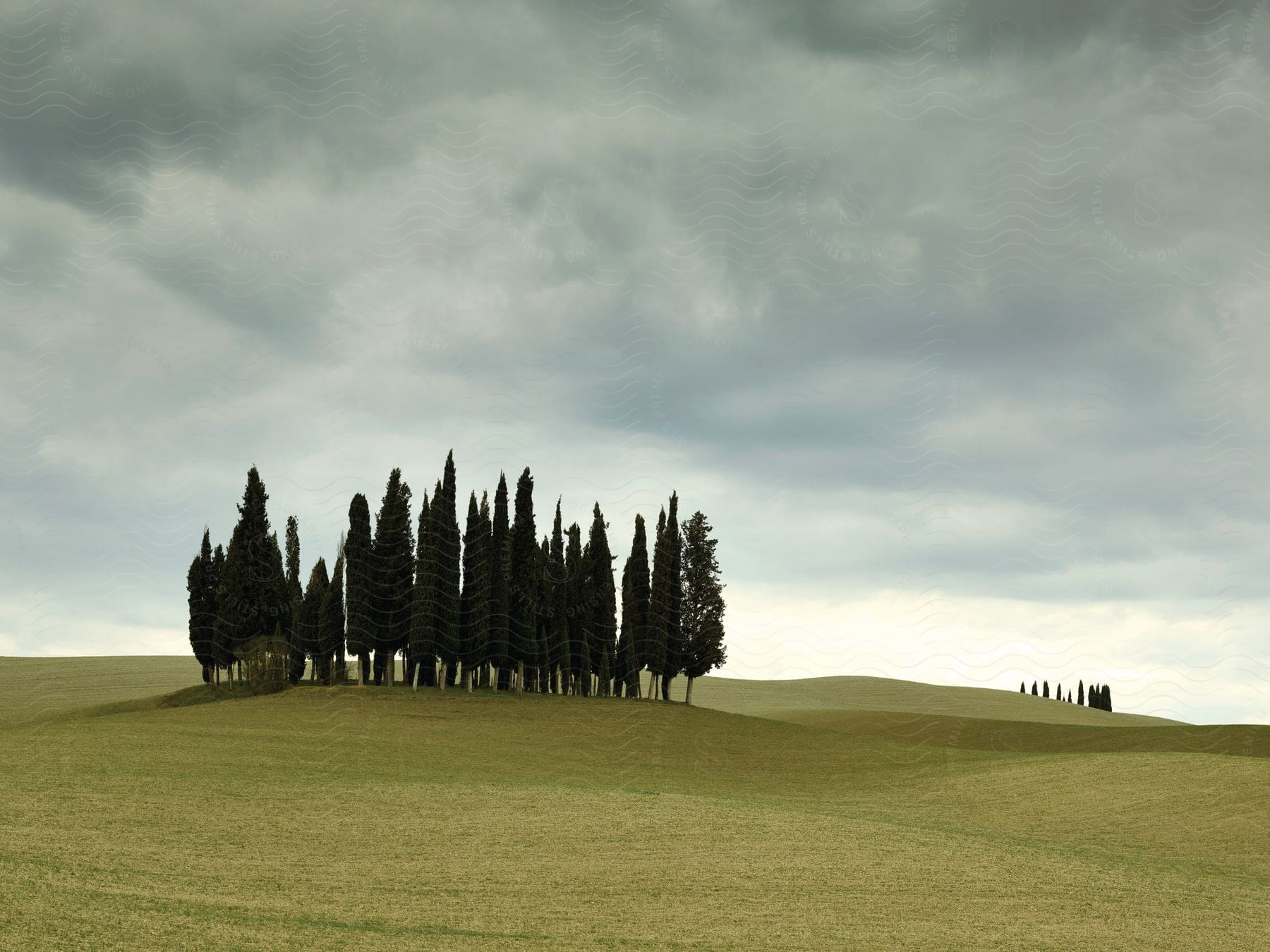 A group of trees in the middle of a grassland field with a cloudy sky