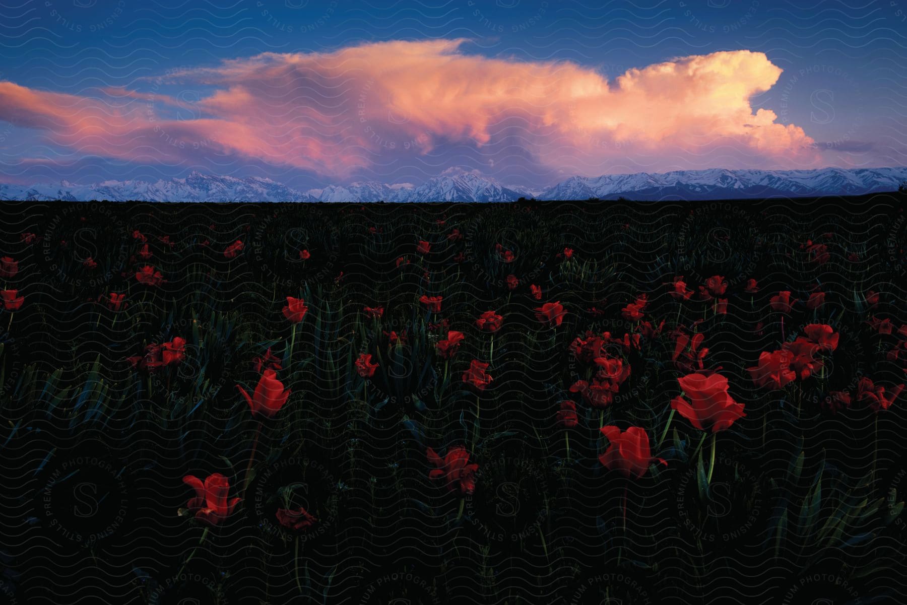 A rose garden at dawn with a clear blue sky