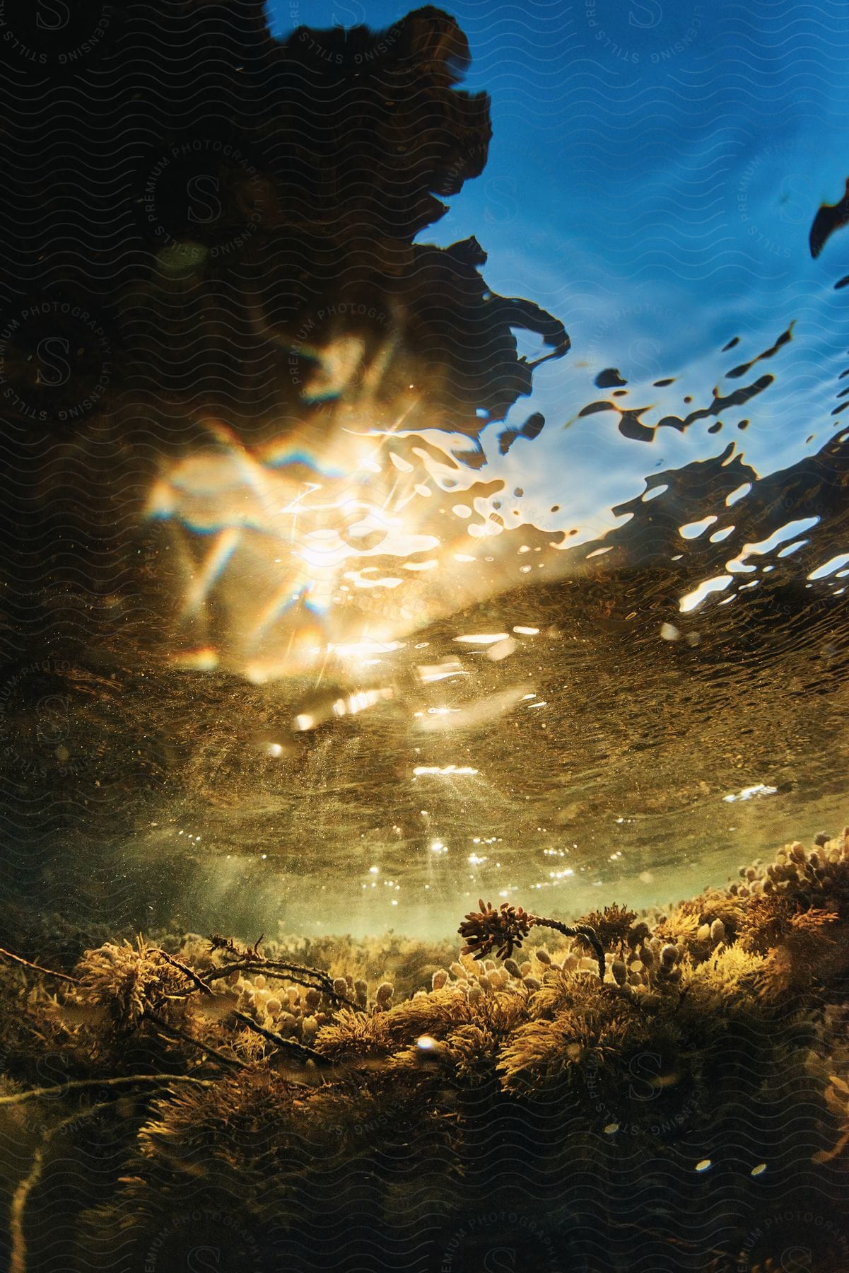 Vegetation submerged underwater in a natural environment