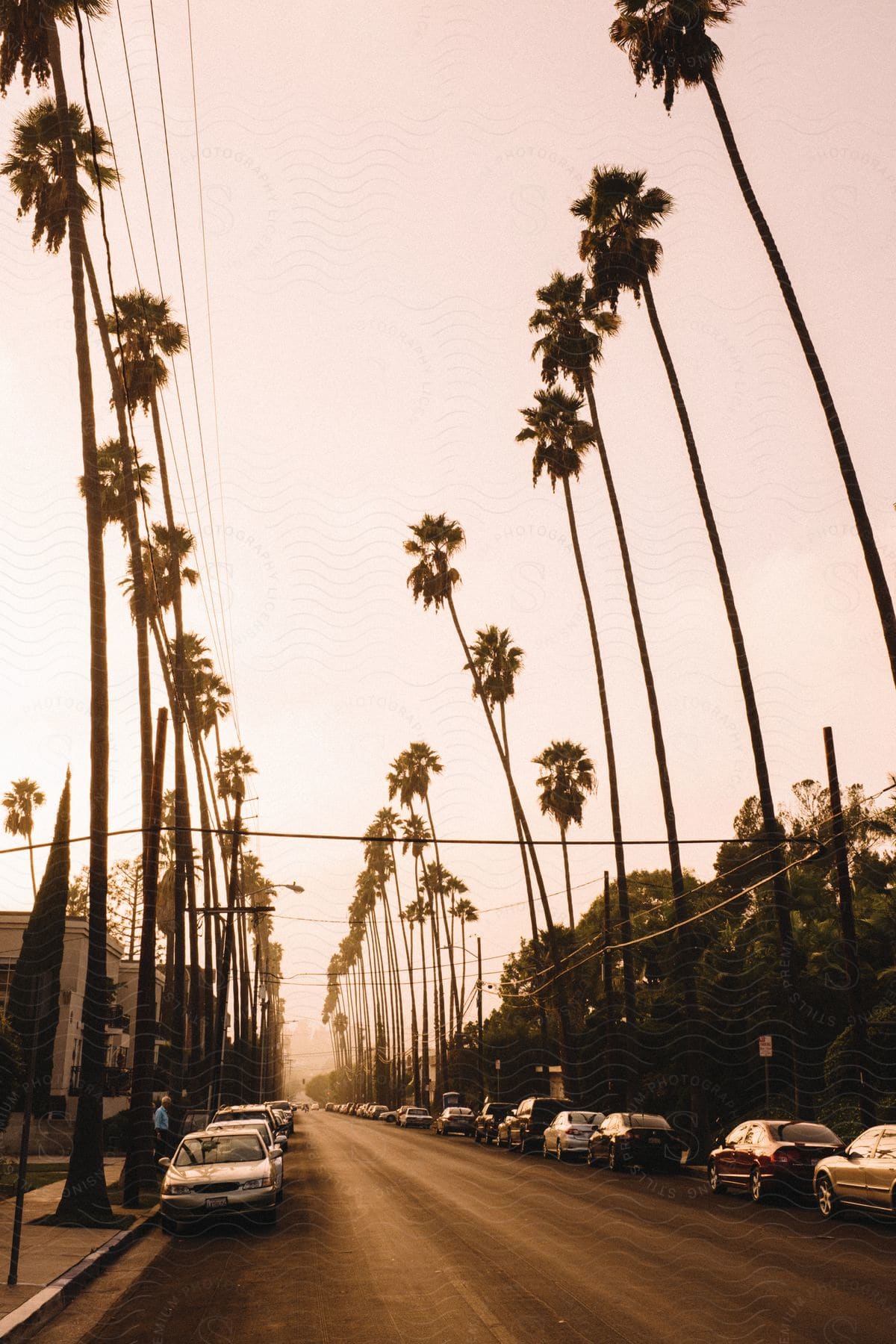 A residential street with cars and palm trees