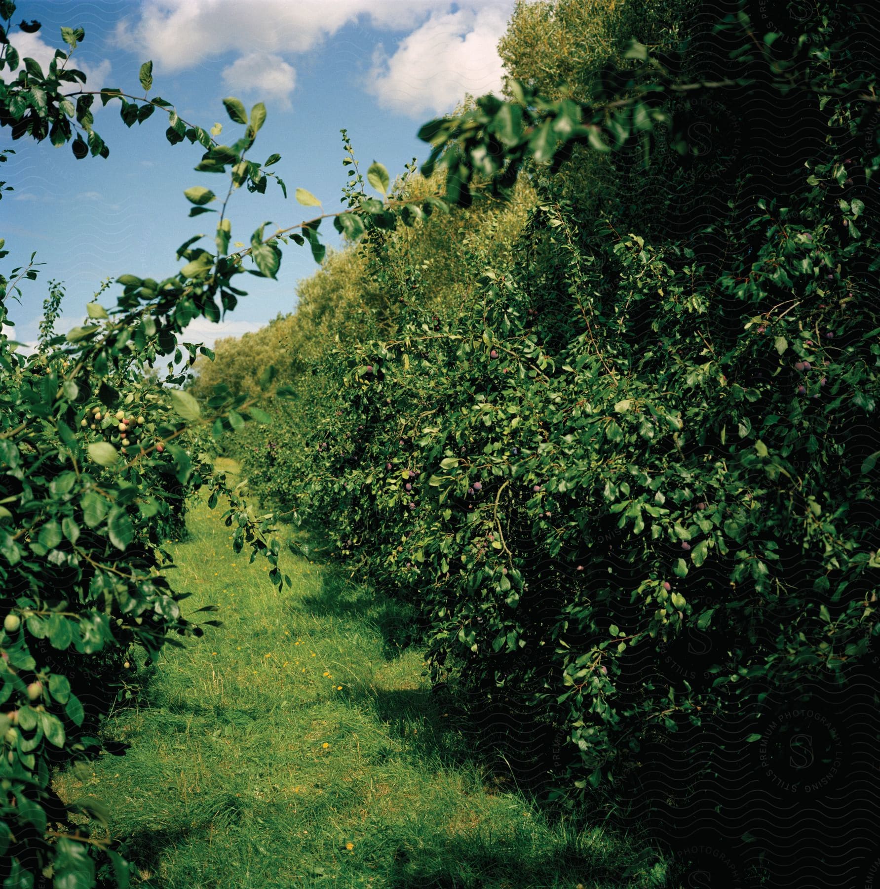 Stock photo of a farm land with green grass