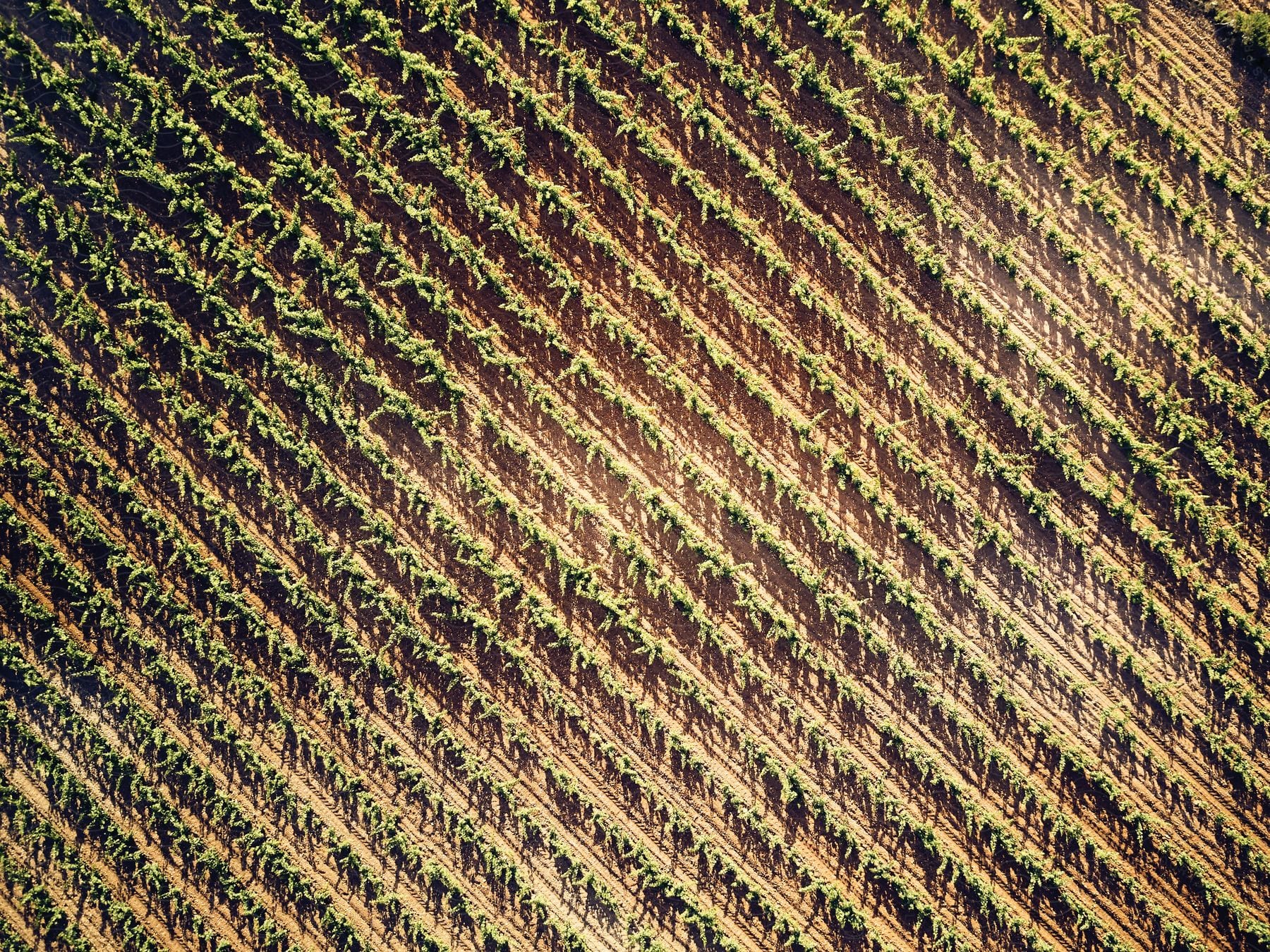 Parallel rows of crops grow sparsely in some places and densely in others