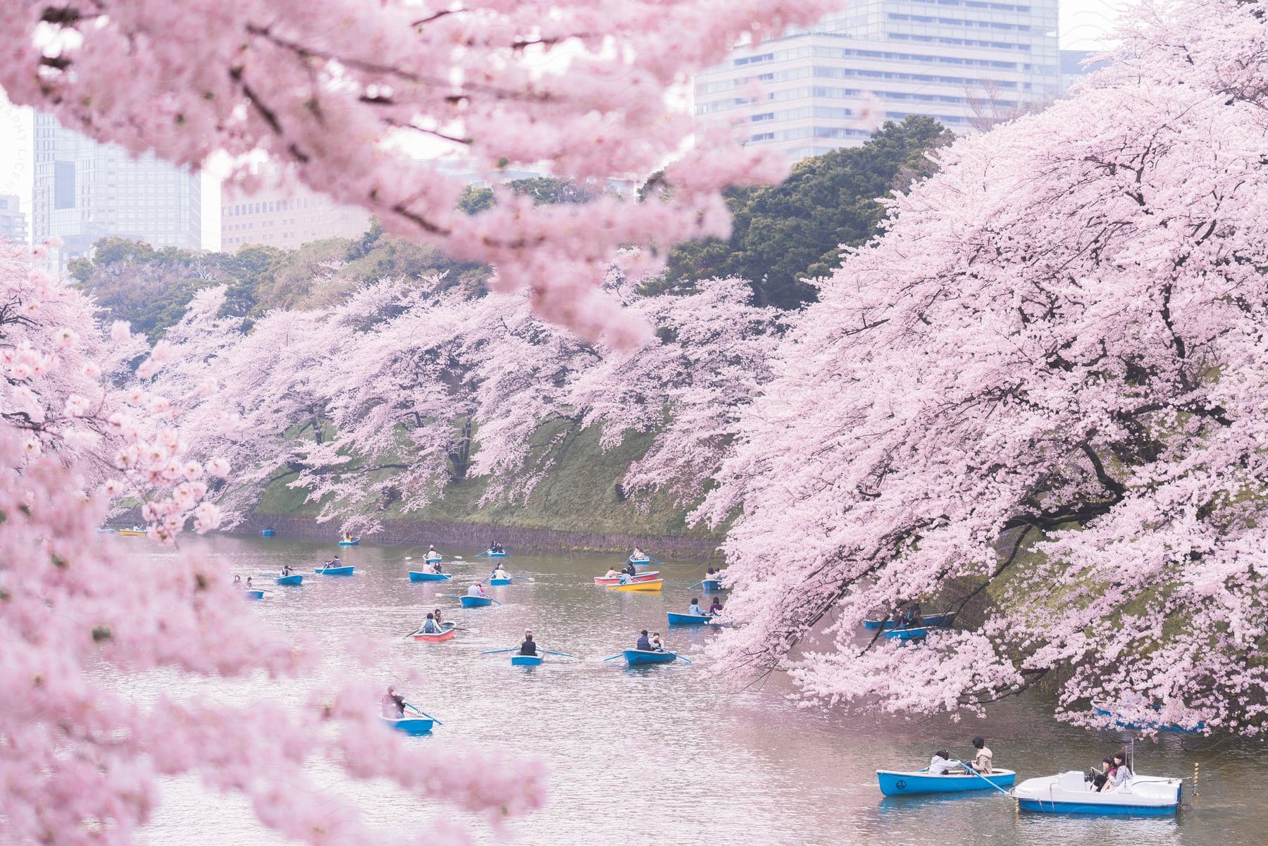 People canoeing on a lake with cherry trees in a city