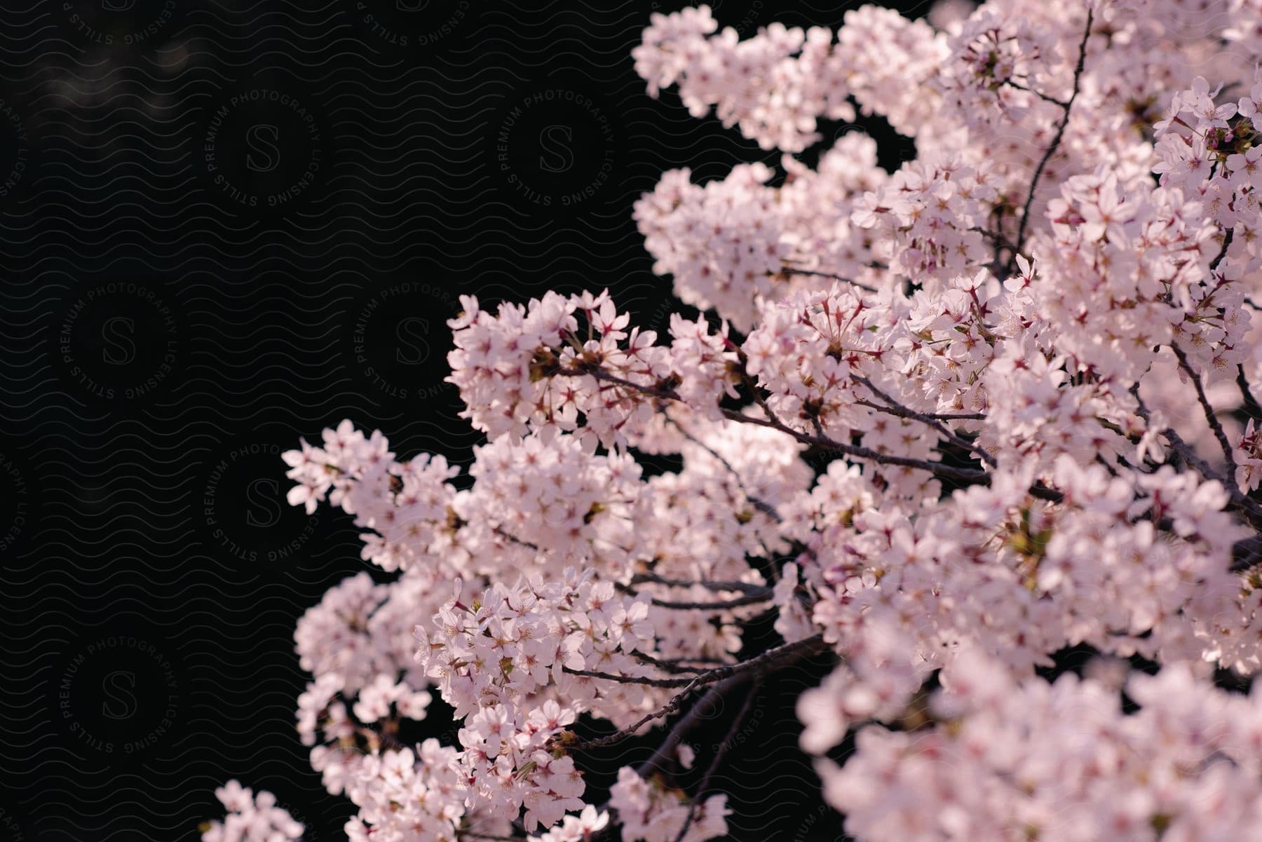 Close up of cherry blossoms on a tree branch