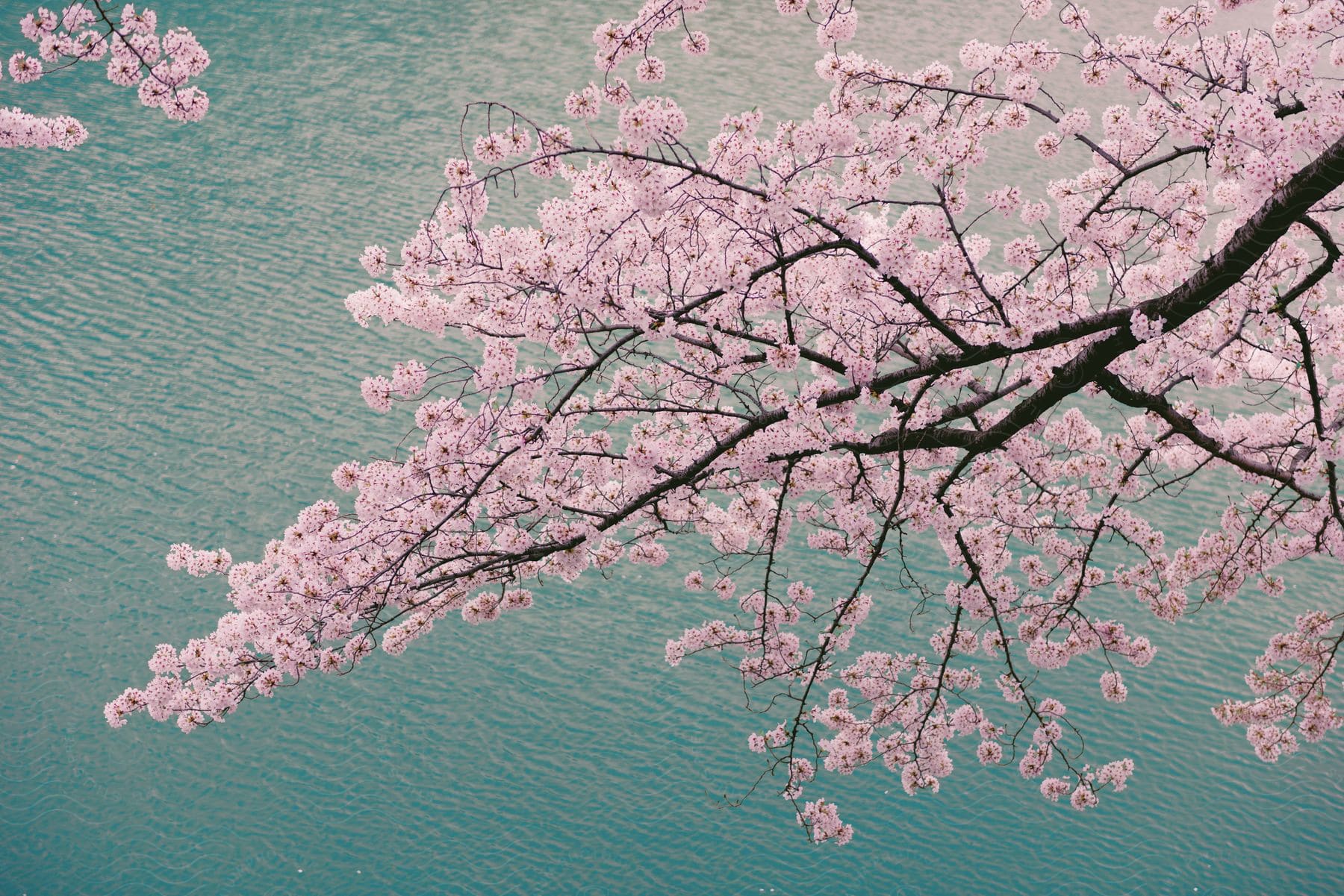 Stock photo of a tree with pink flowers above water