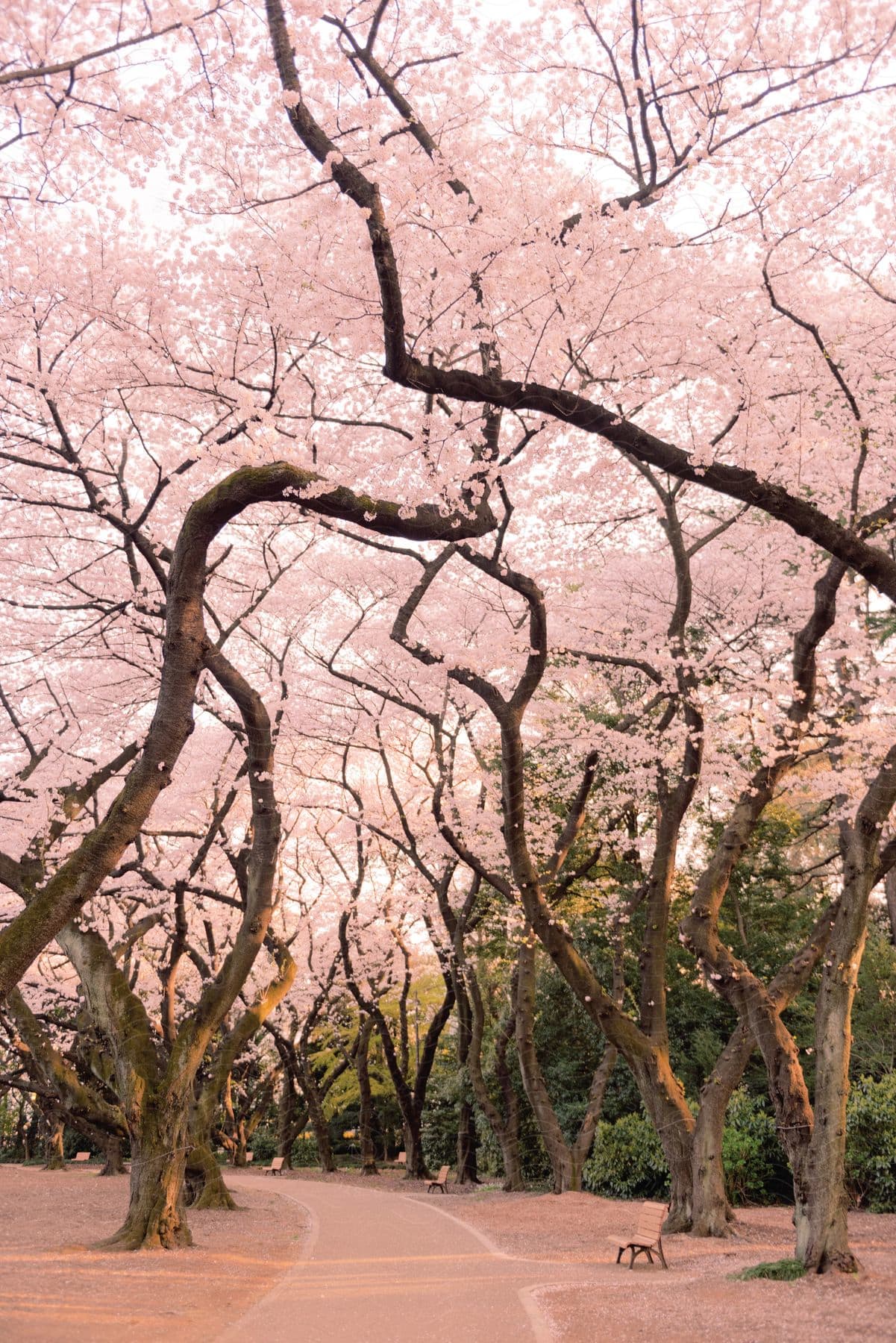 A natural landscape with cherry trees that have pink leaves