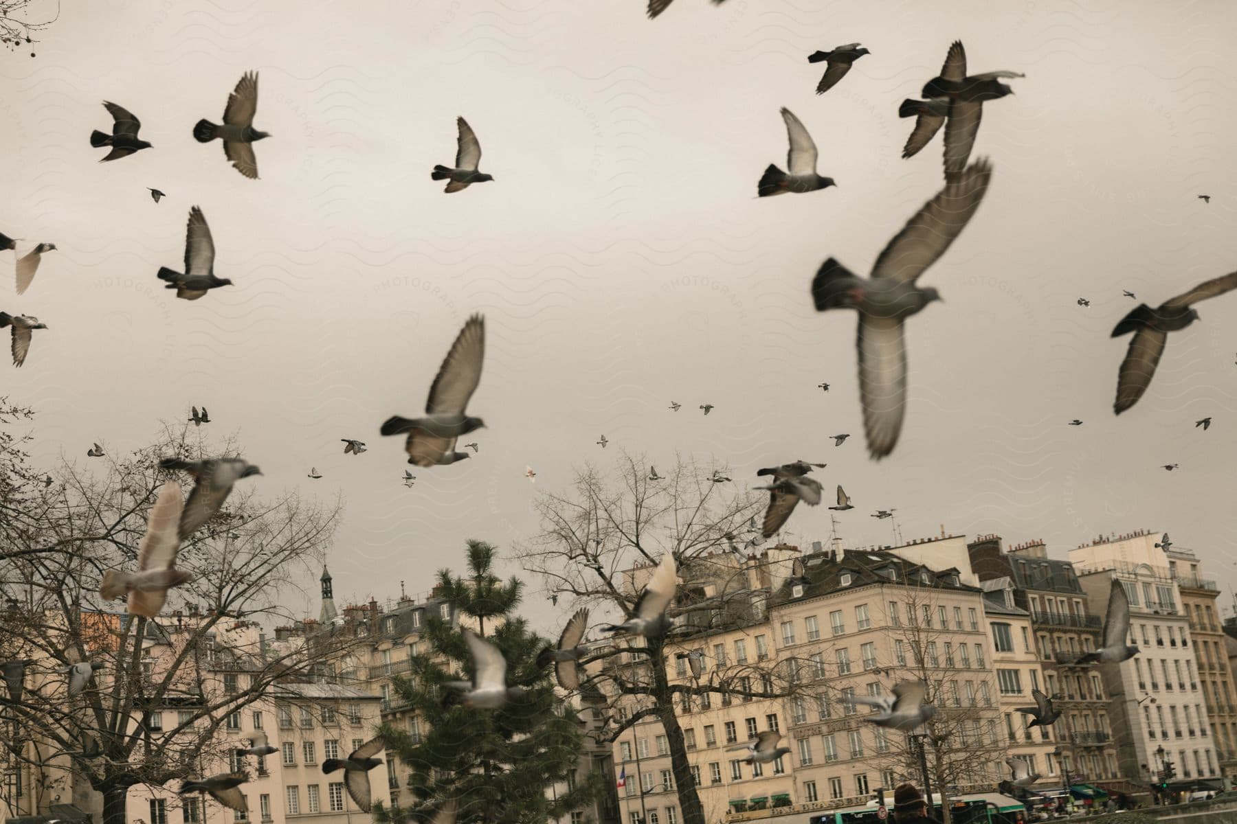 A flock of pigeons flying under a cloudy gray sky and english style apartment buildings