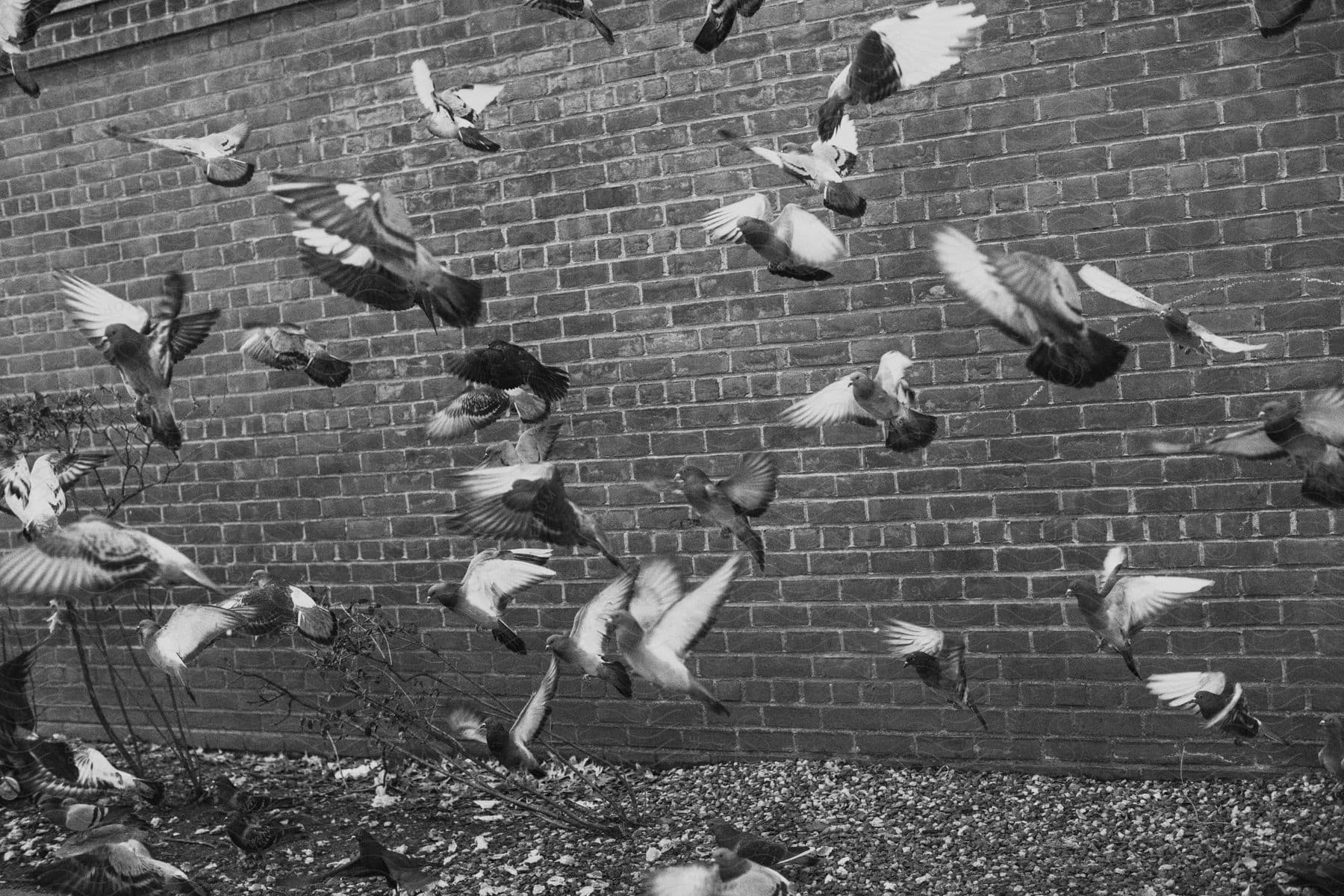 Stock photo of pigeons flying around a urban street