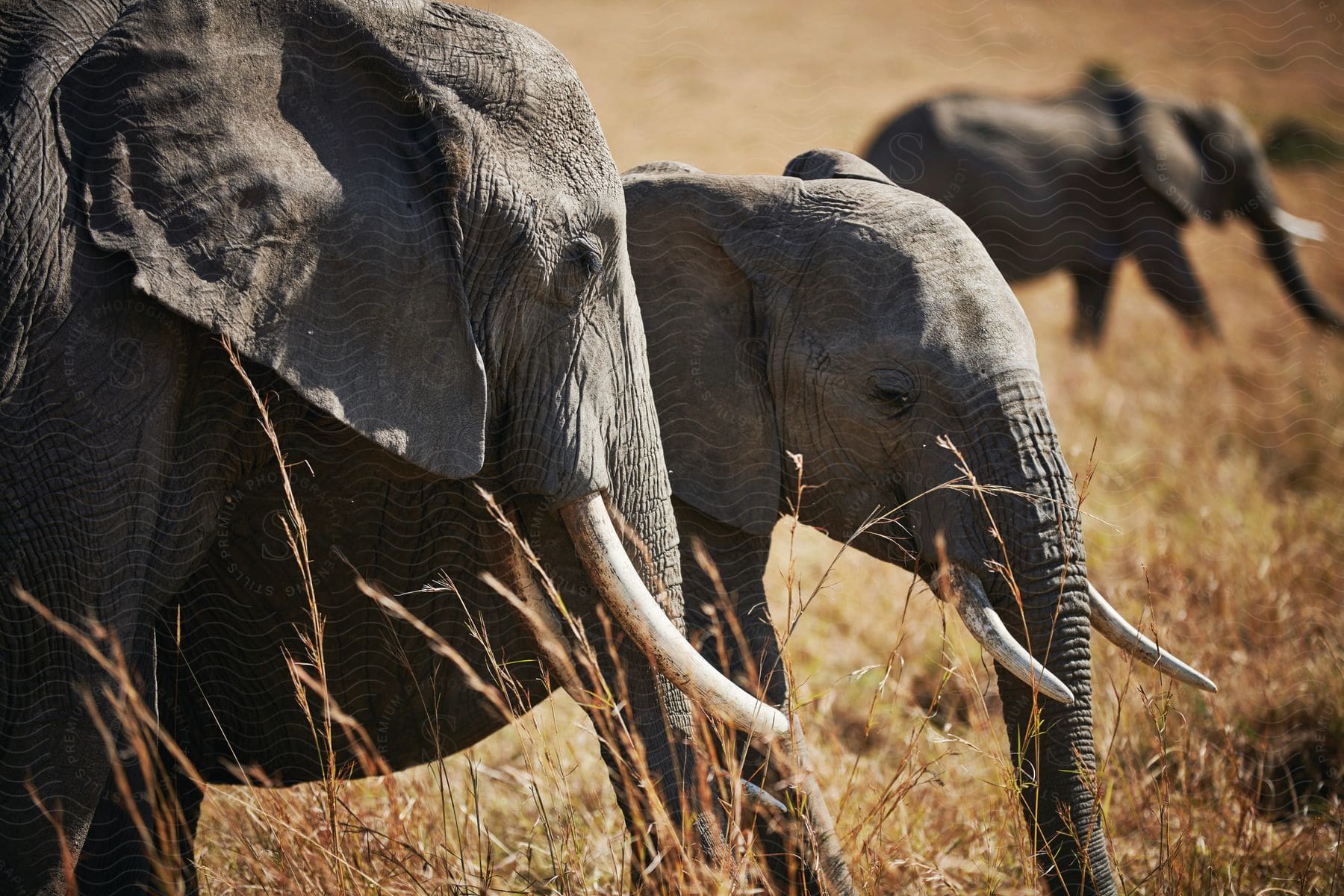Several elephants walking across a grassy plain