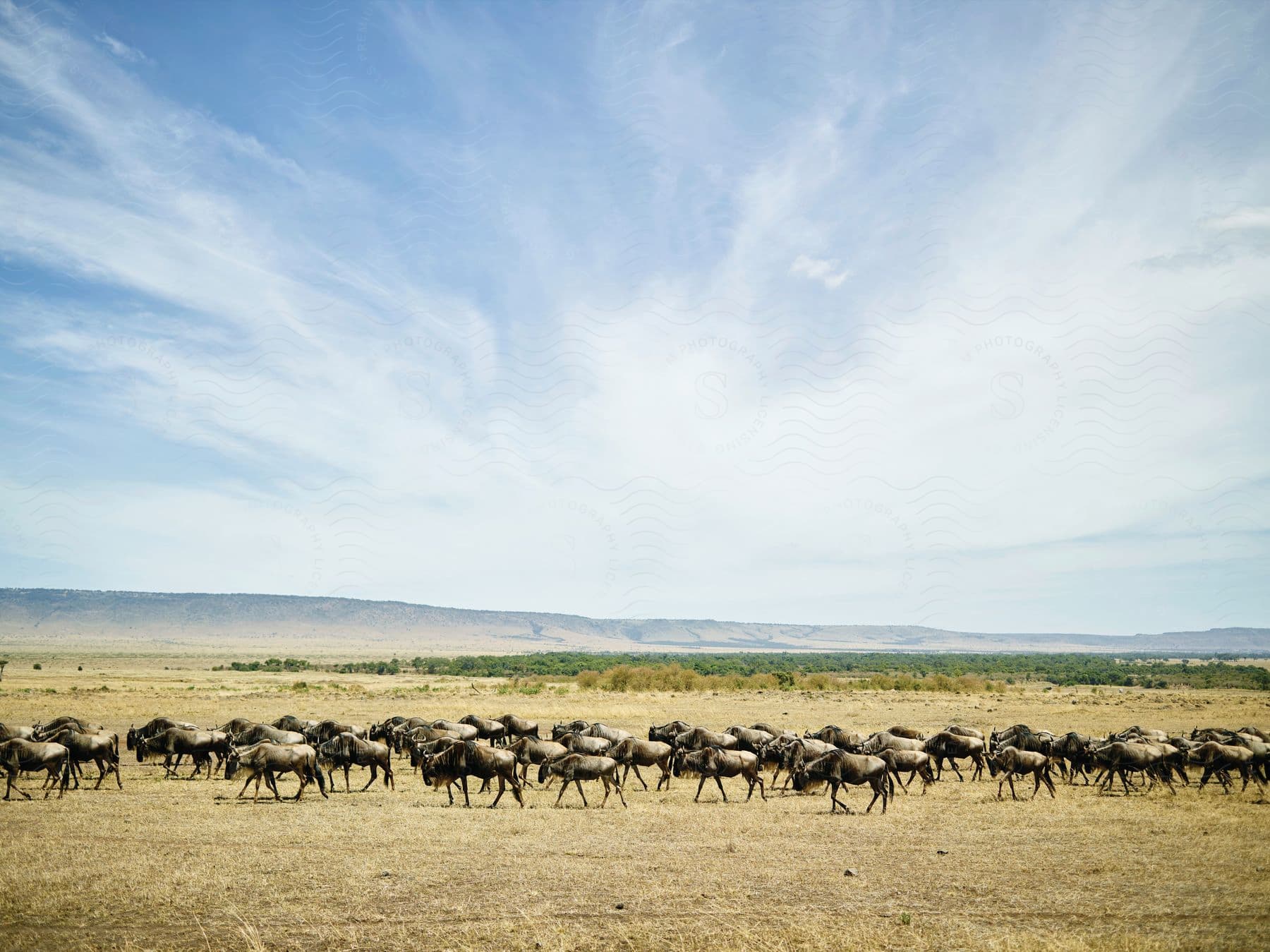 A herd of animals grazing on grass during the day time in an outdoor setting