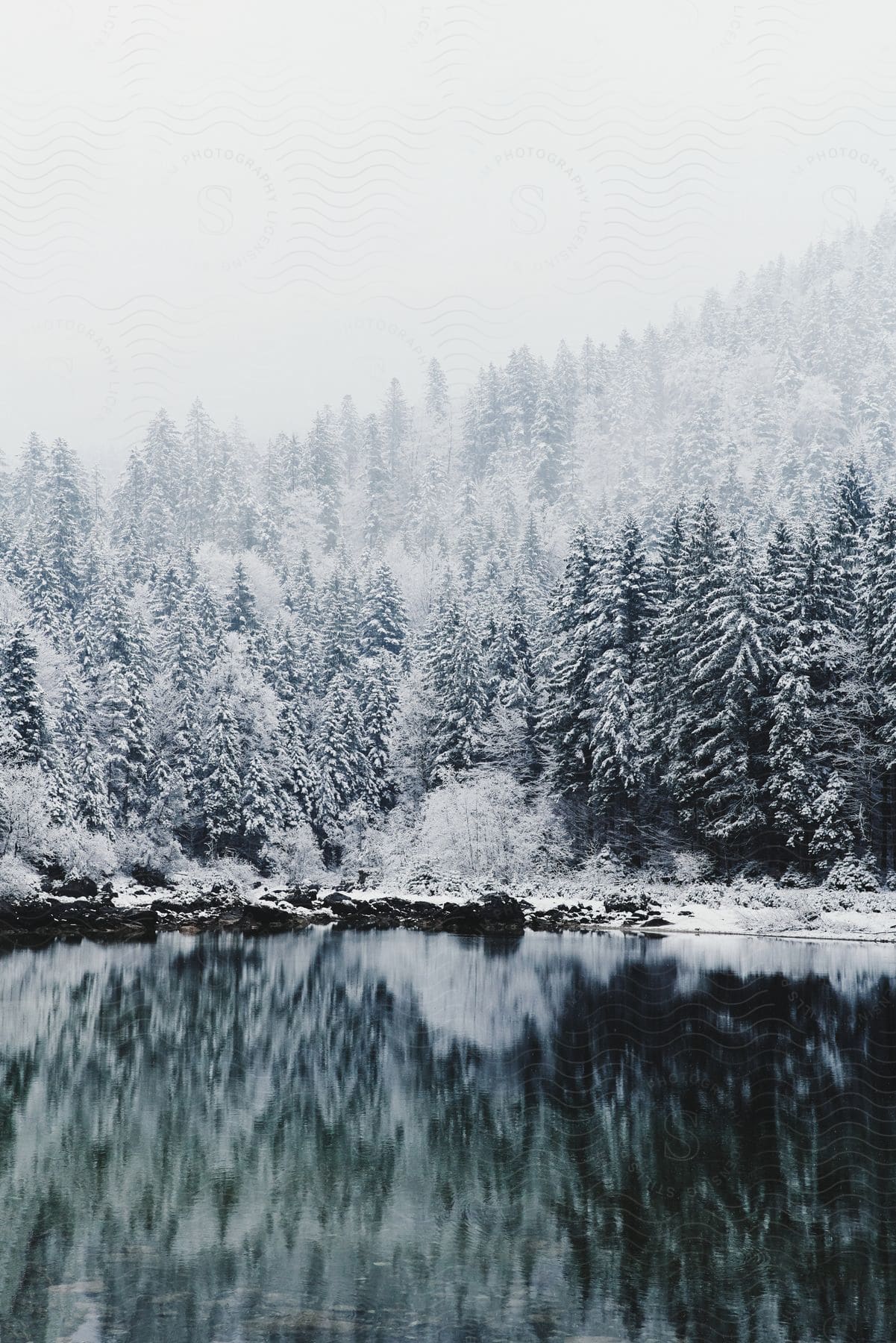 A snowy river surrounded by trees