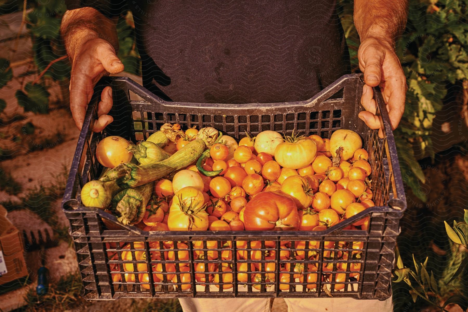 Person holding a basket of tomatoes and zucchinis