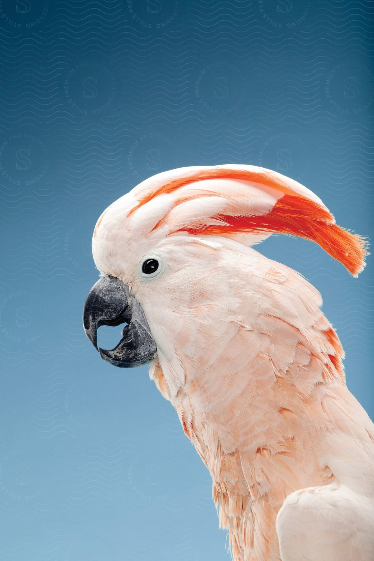 Stock photo of a pink cockatoo with partially extended feathers