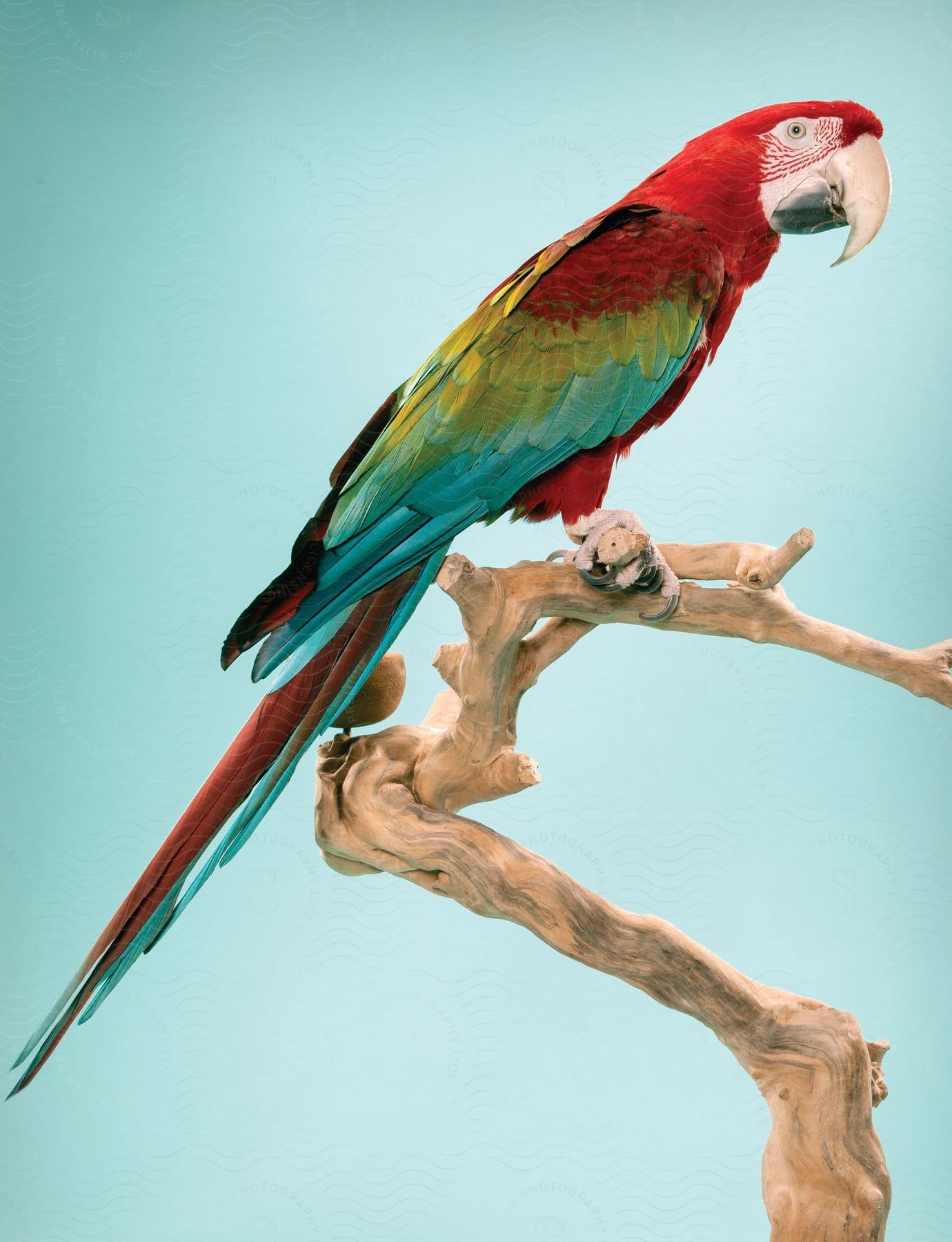 A Colorful Parrot Is Perched On A Curved Branch Against A Clear Blue Sky