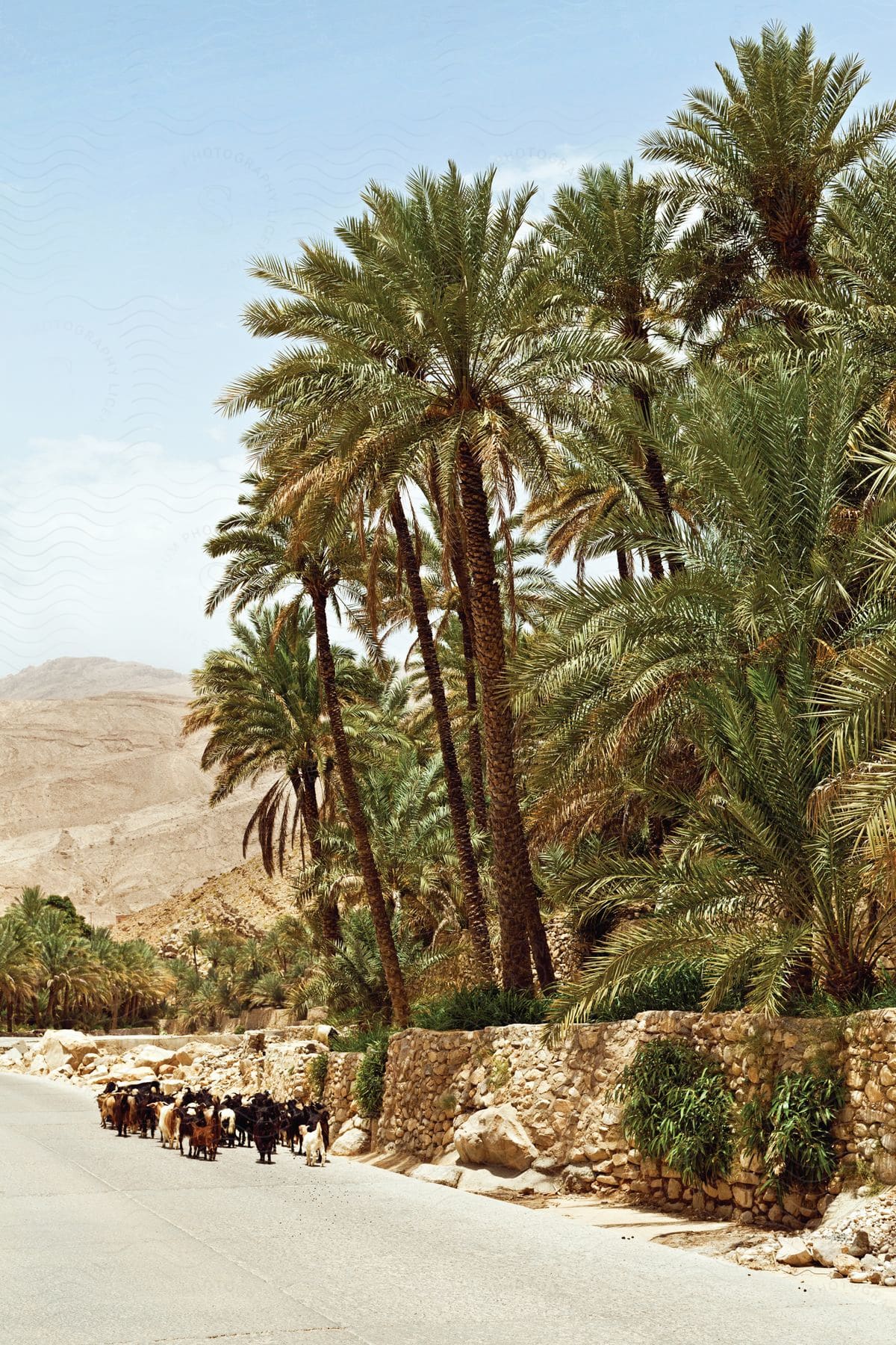 A herd of goats walks towards a desert oasis following a road bordered by palm trees and a stone wall
