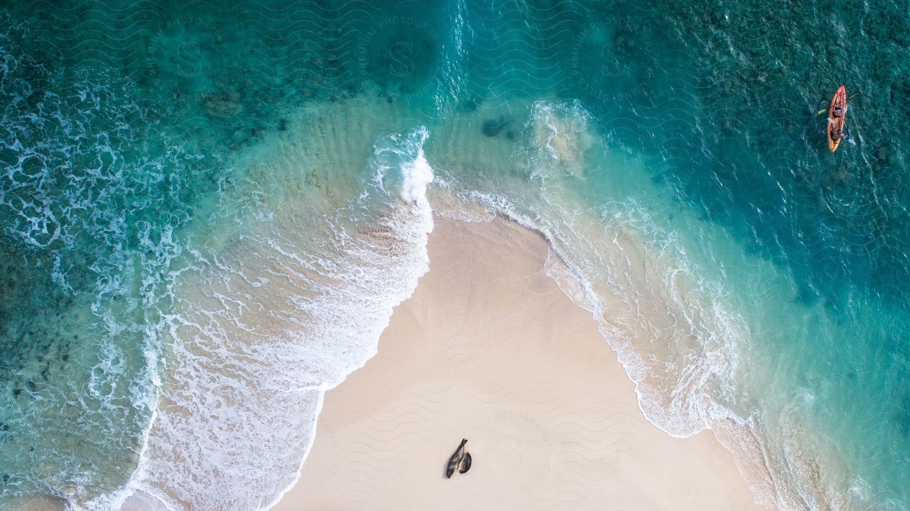 Two people paddling a canoe in the ocean a sandy beach with a wave crashing on it and two seals sunbathing in the sand