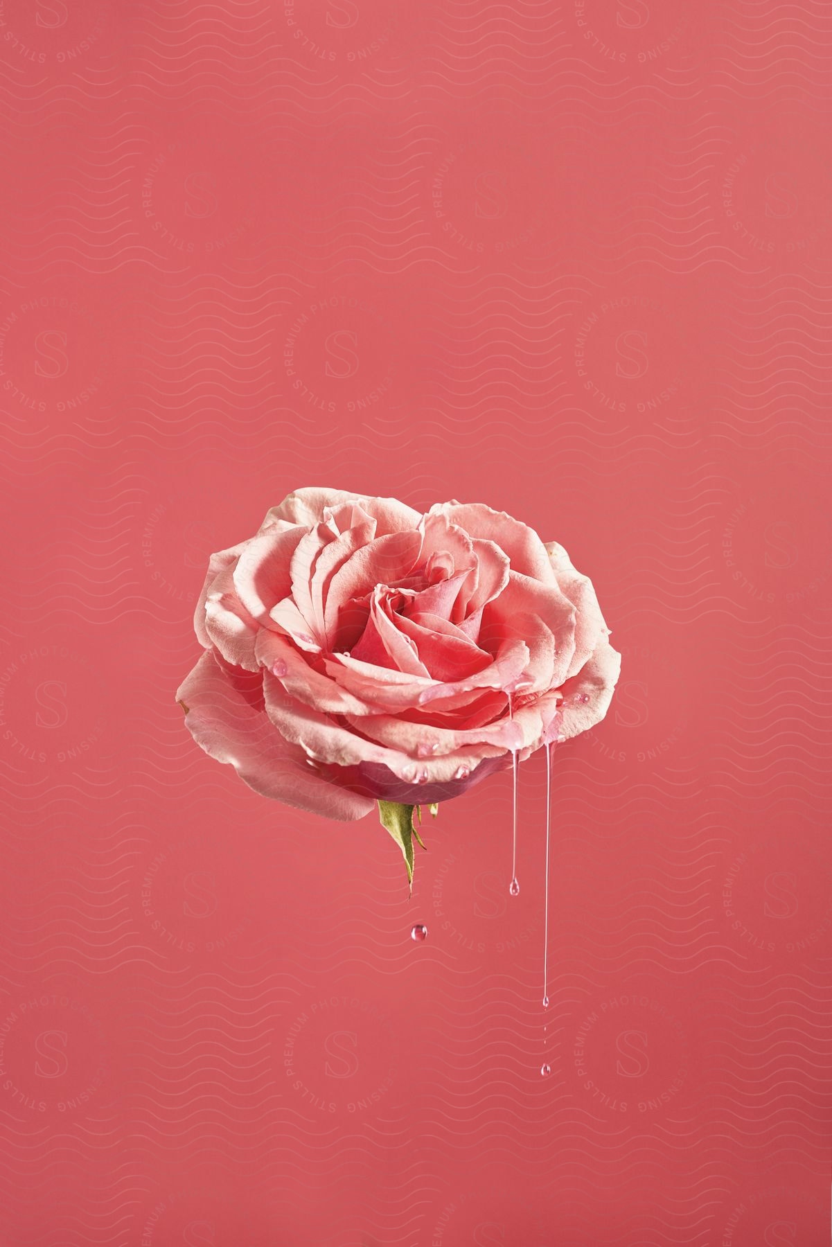 A pink rose with water droplets on its petals against a pink background