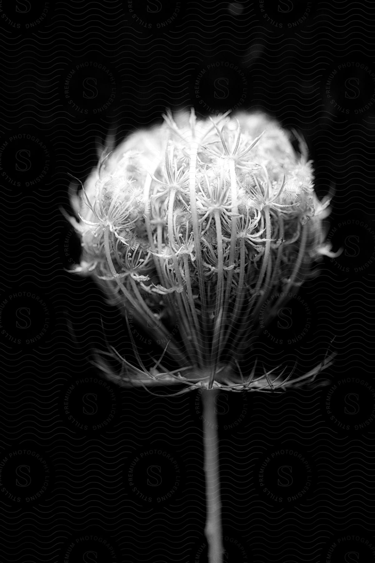 A neutral dandelion with petals