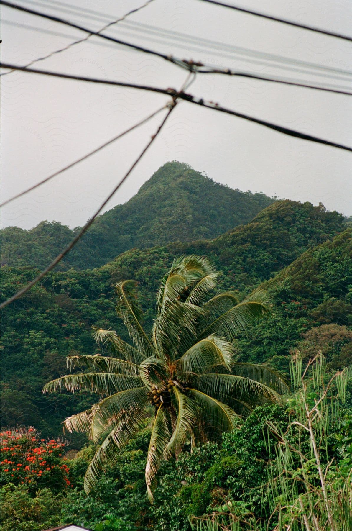 A palm tree grows below shrub covered hills