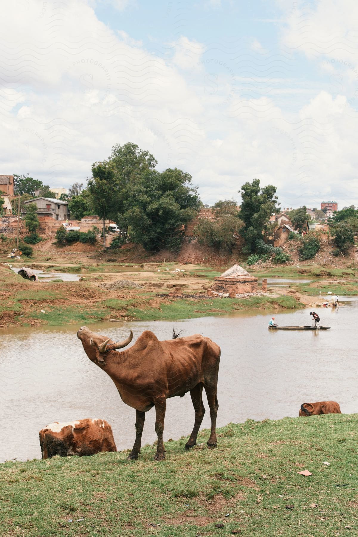 A bull in a rural countryside field near a lake