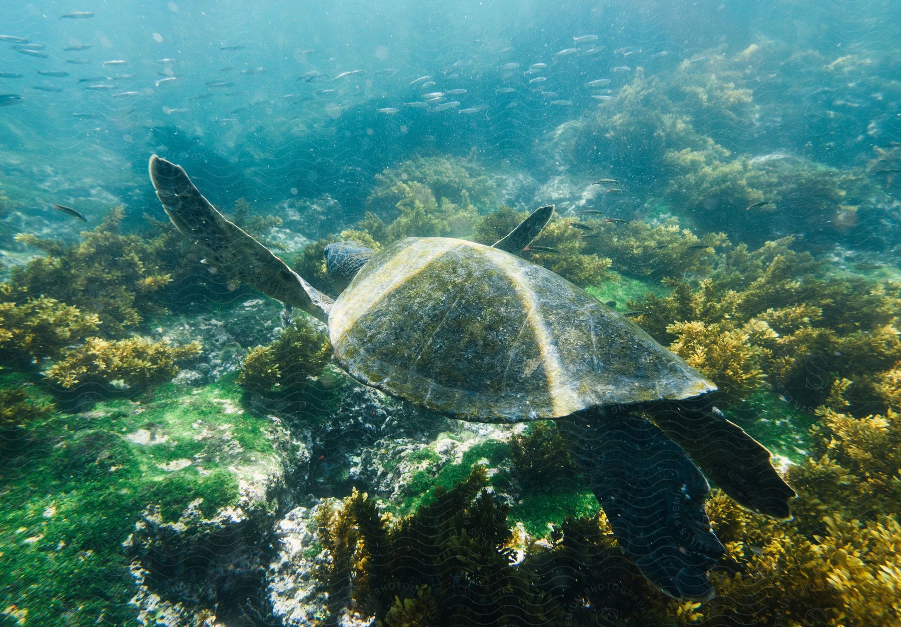 A turtle swims among coral reefs with fish around