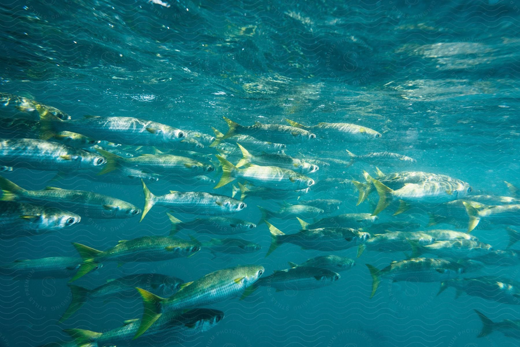 A school of fish swimming in clear blue ocean water