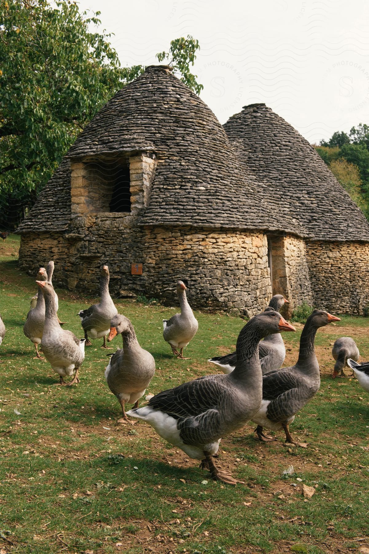 Stock photo of a goose in a rural setting with a thatched hut in the background