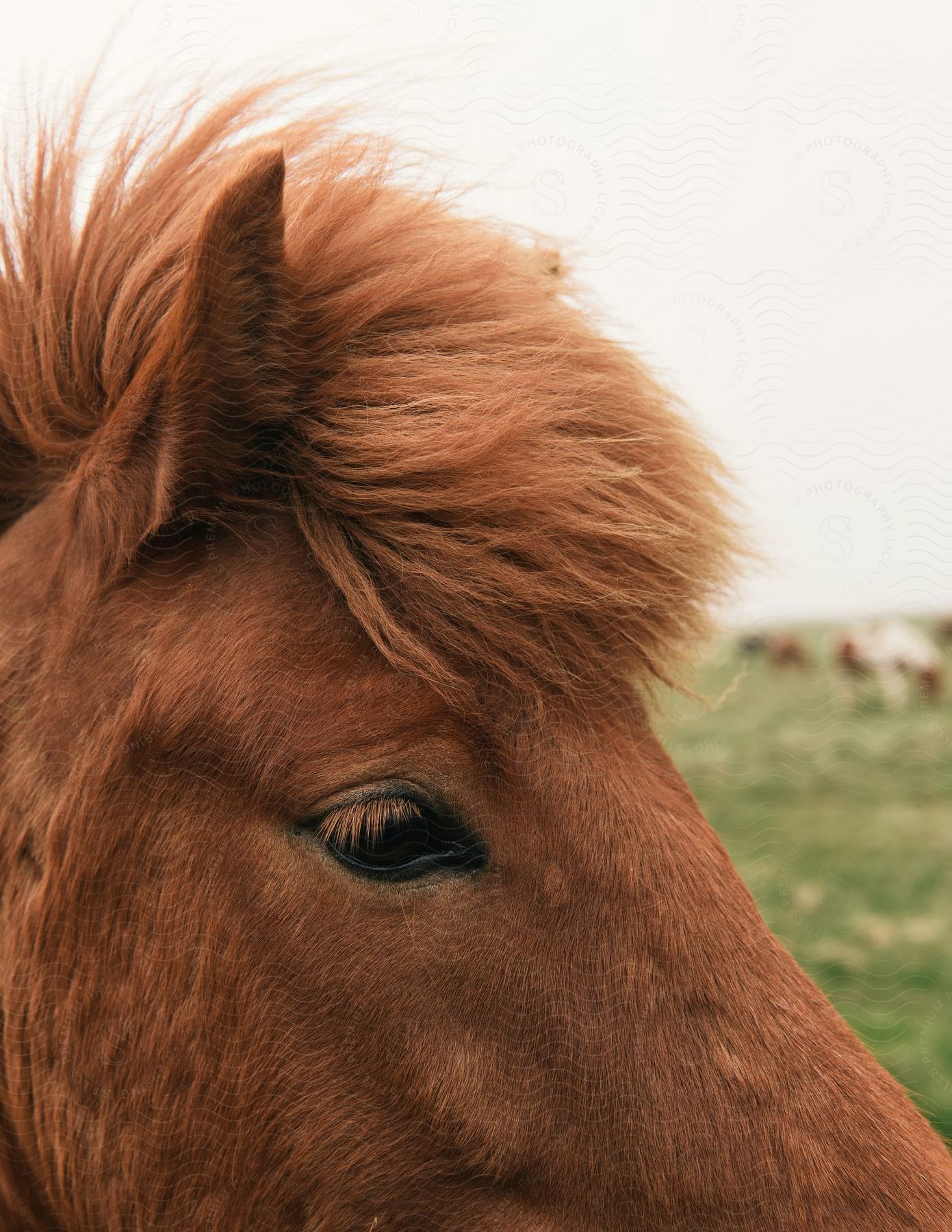 Horse with mane covering forehead stands alone in a field