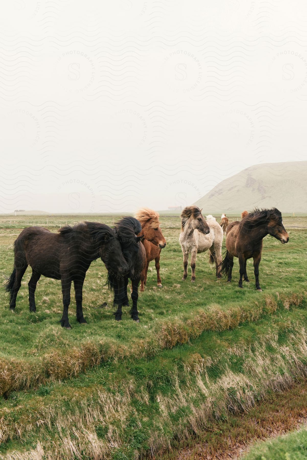 Several horses stand in an overgrown field