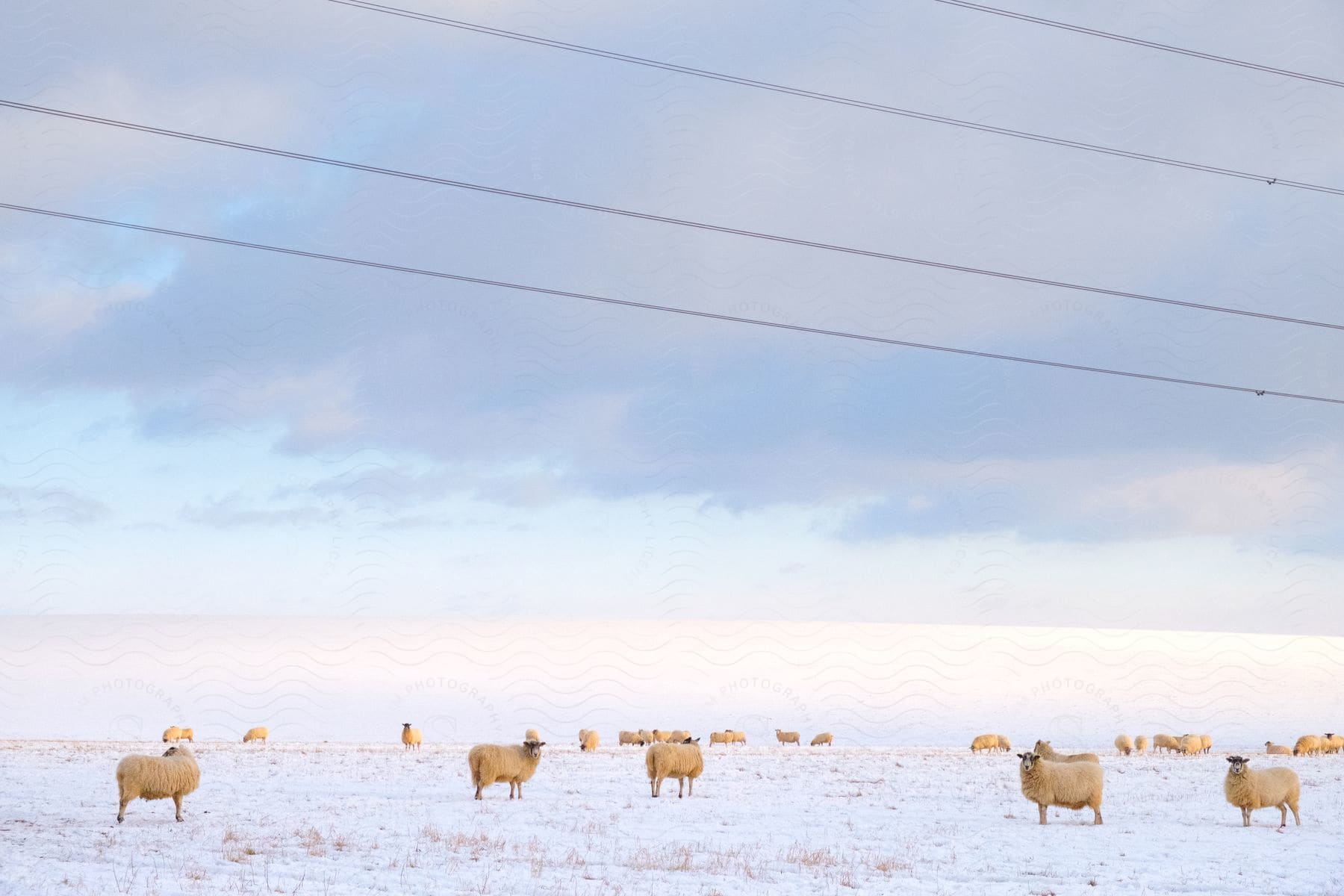 Sheep Are Seen On A Snowy Plain