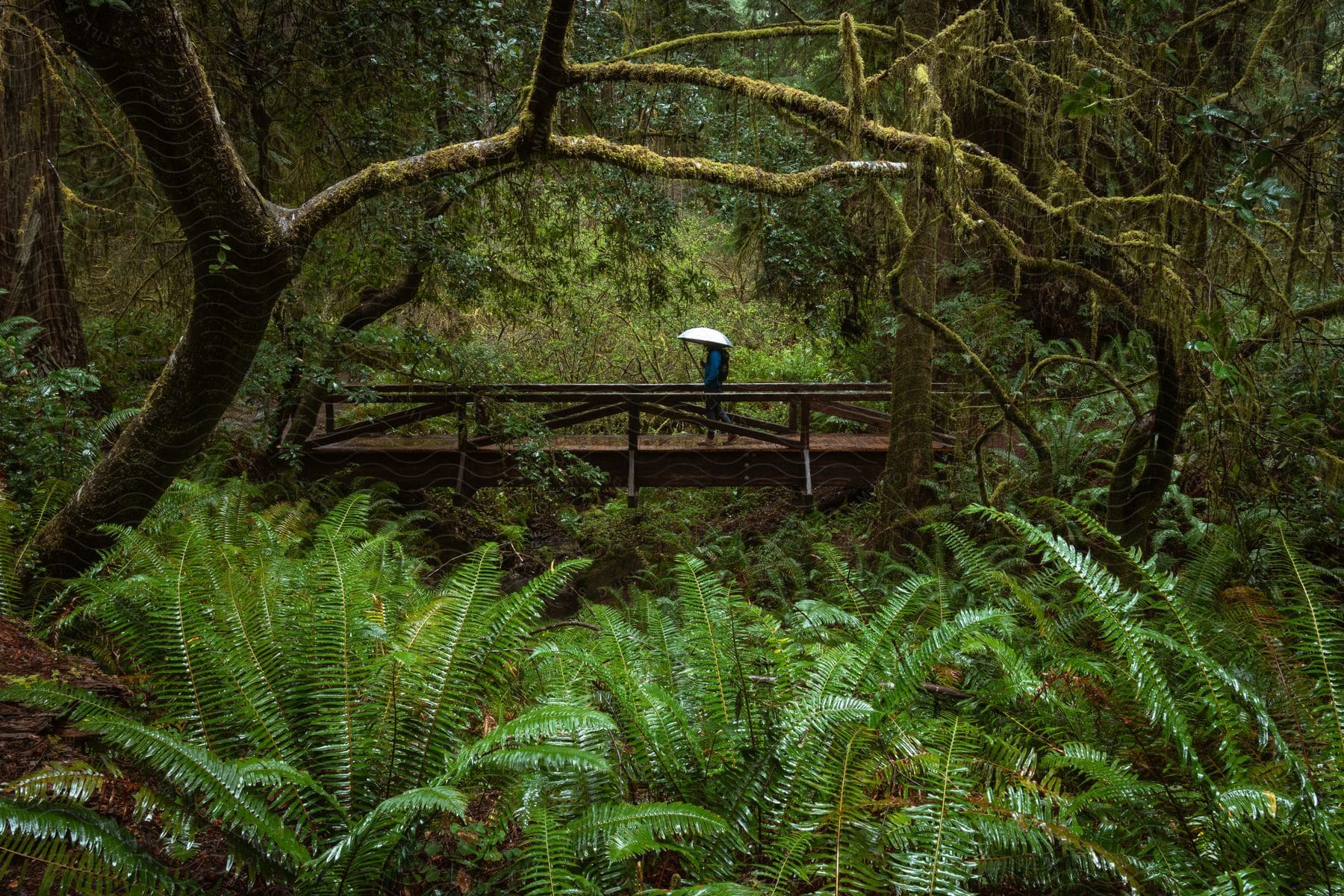 Stock photo of a person holding an umbrella walks across a footbridge in a rainforest