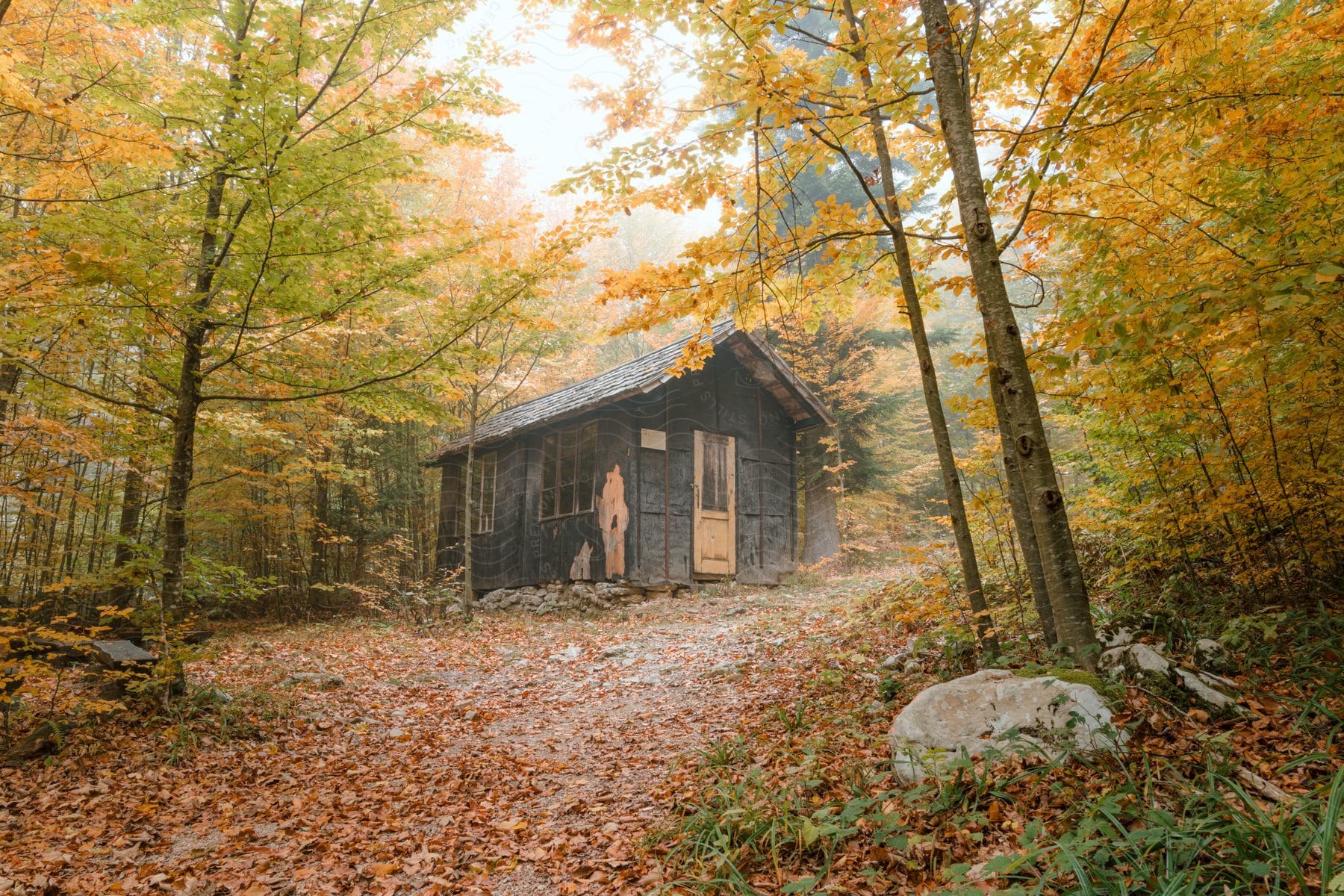 A cabin surrounded by trees with fall leaves on the ground and on the trees