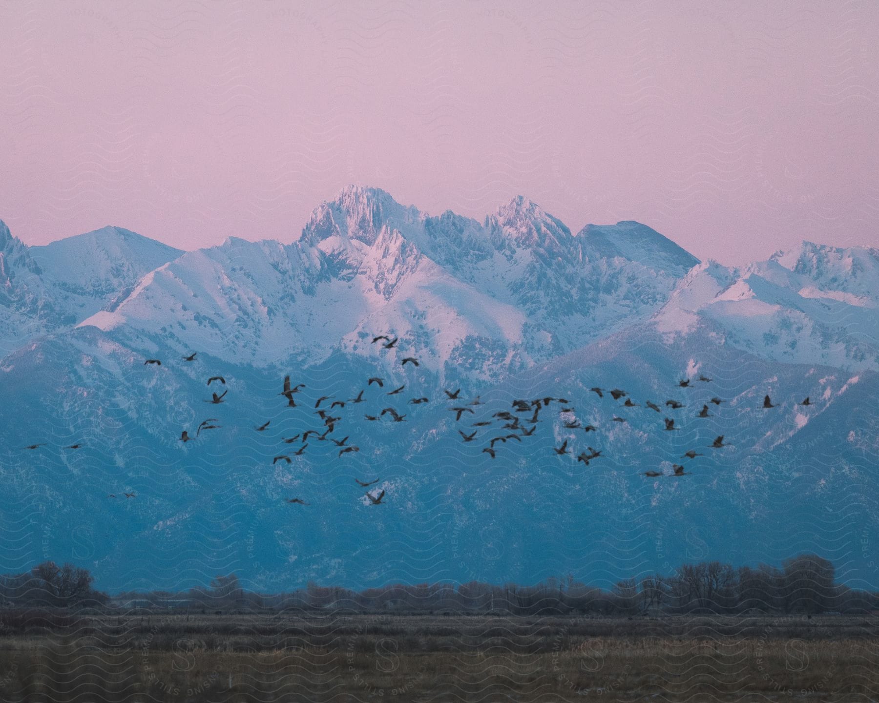 Stock photo of a flock of birds flying past a snowy mountain range