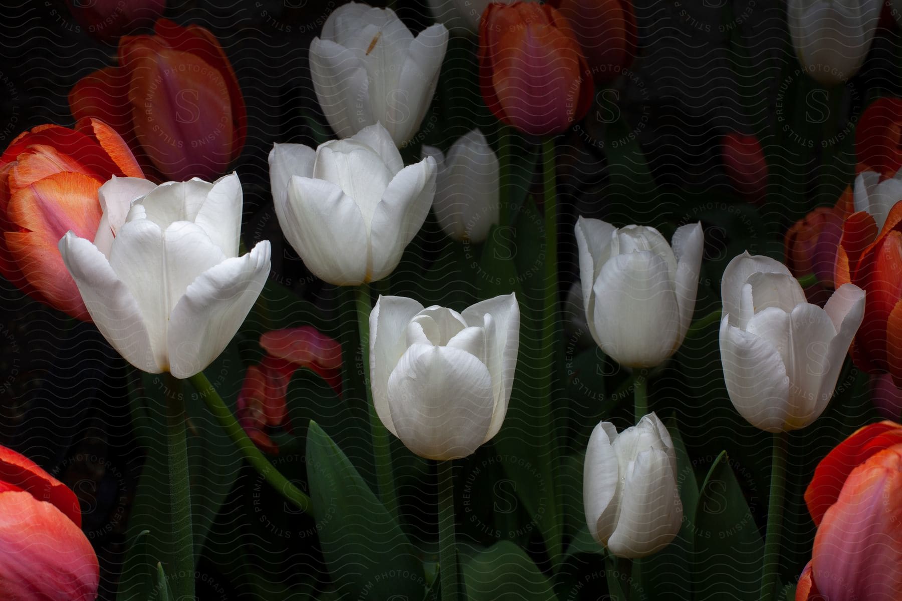 A garden filled with rose and white flowers at night