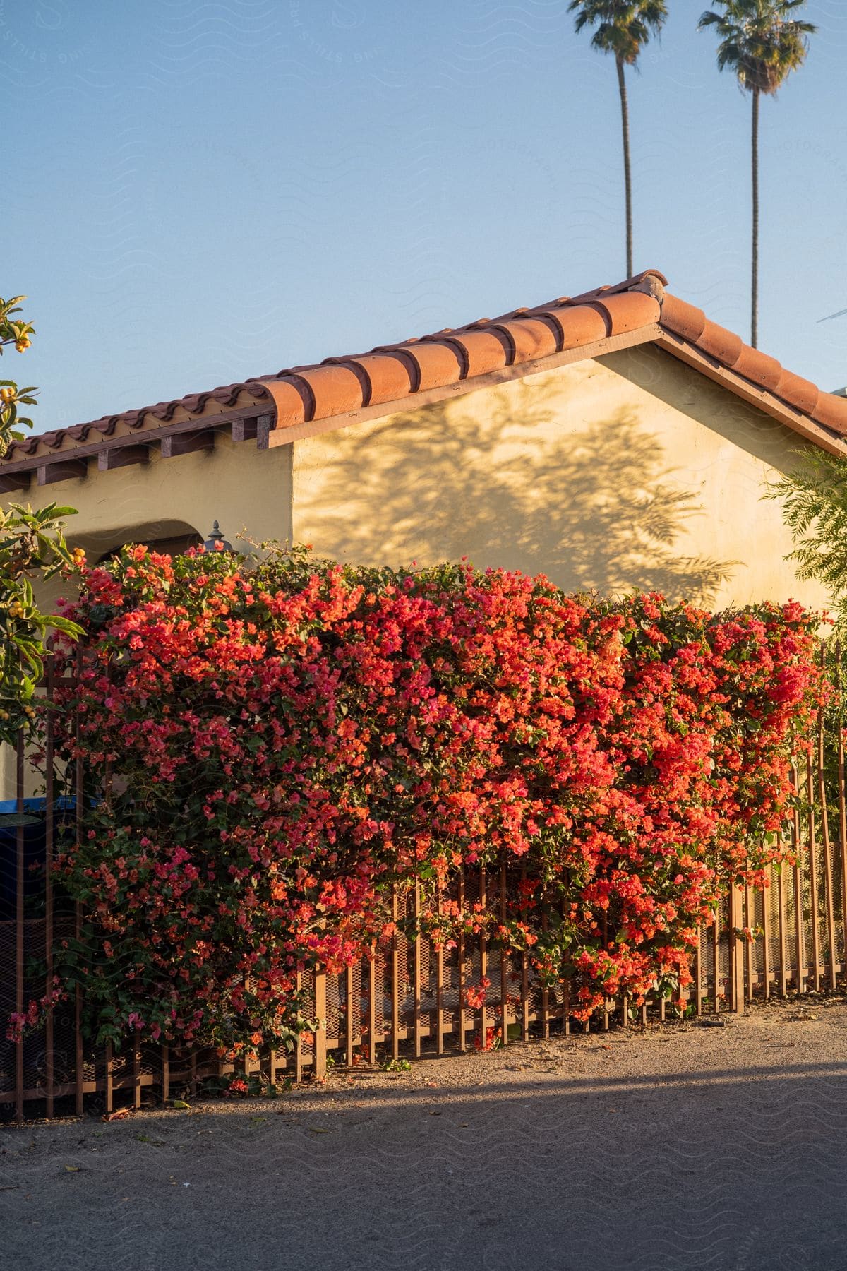 A house with a mesh fence surrounded by red flowers