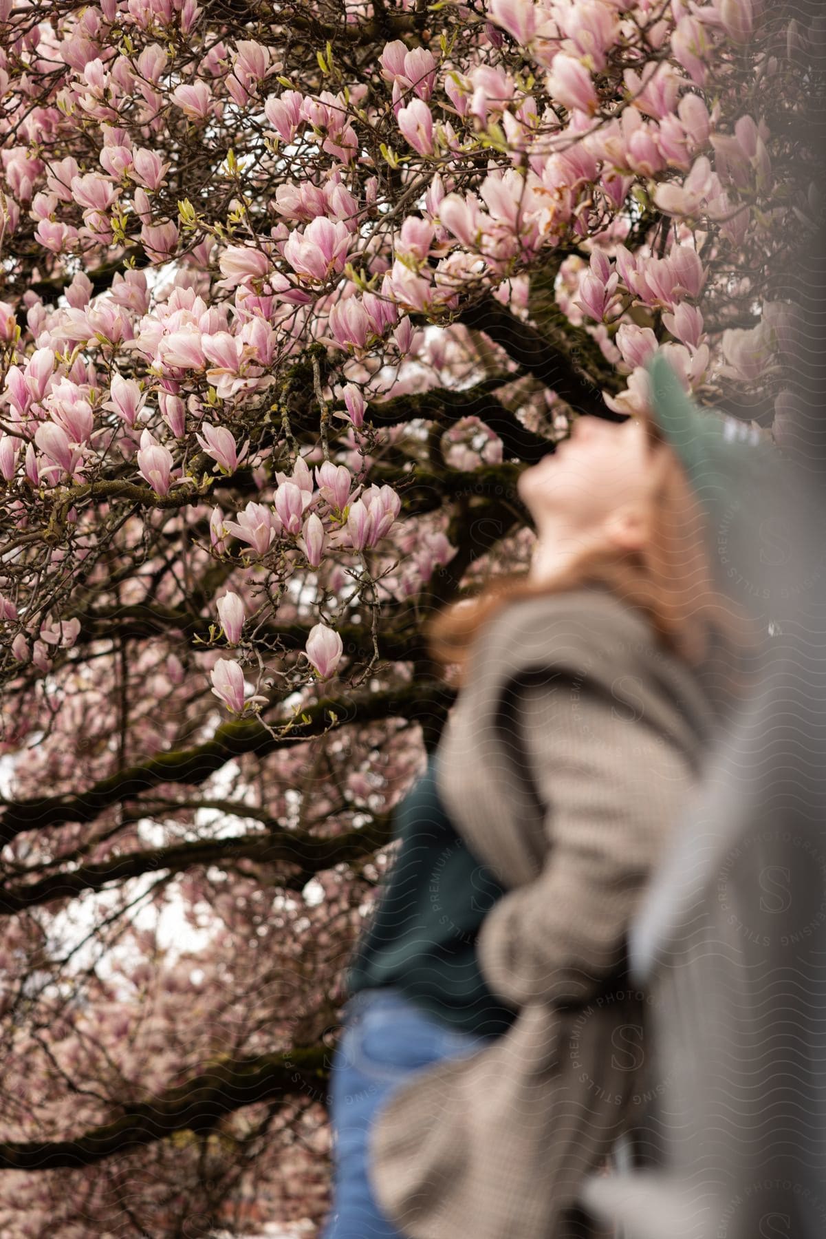 A happy woman in nature surrounded by pink cherry blossoms