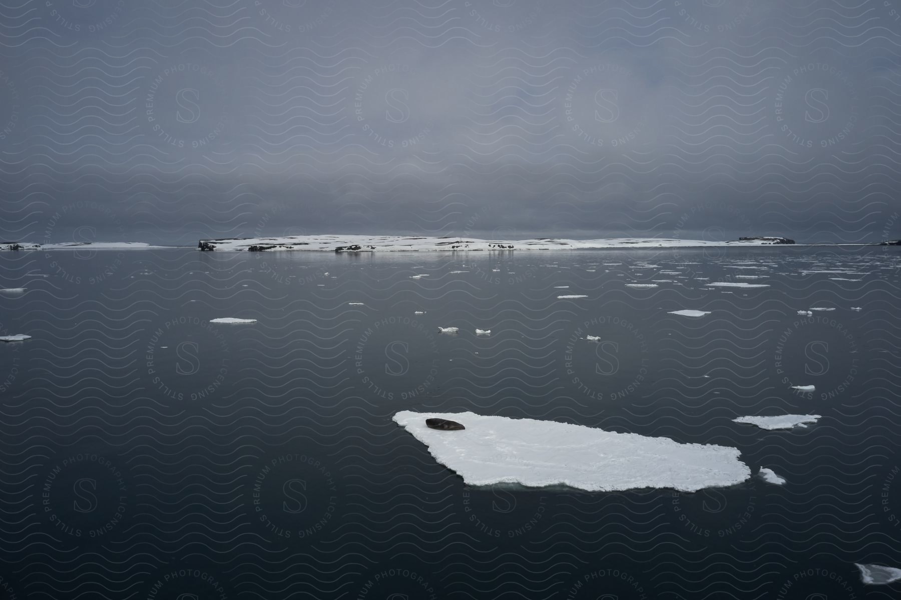 Melting ice on ocean with caps breaking off and animals settled on them in the middle of the ocean