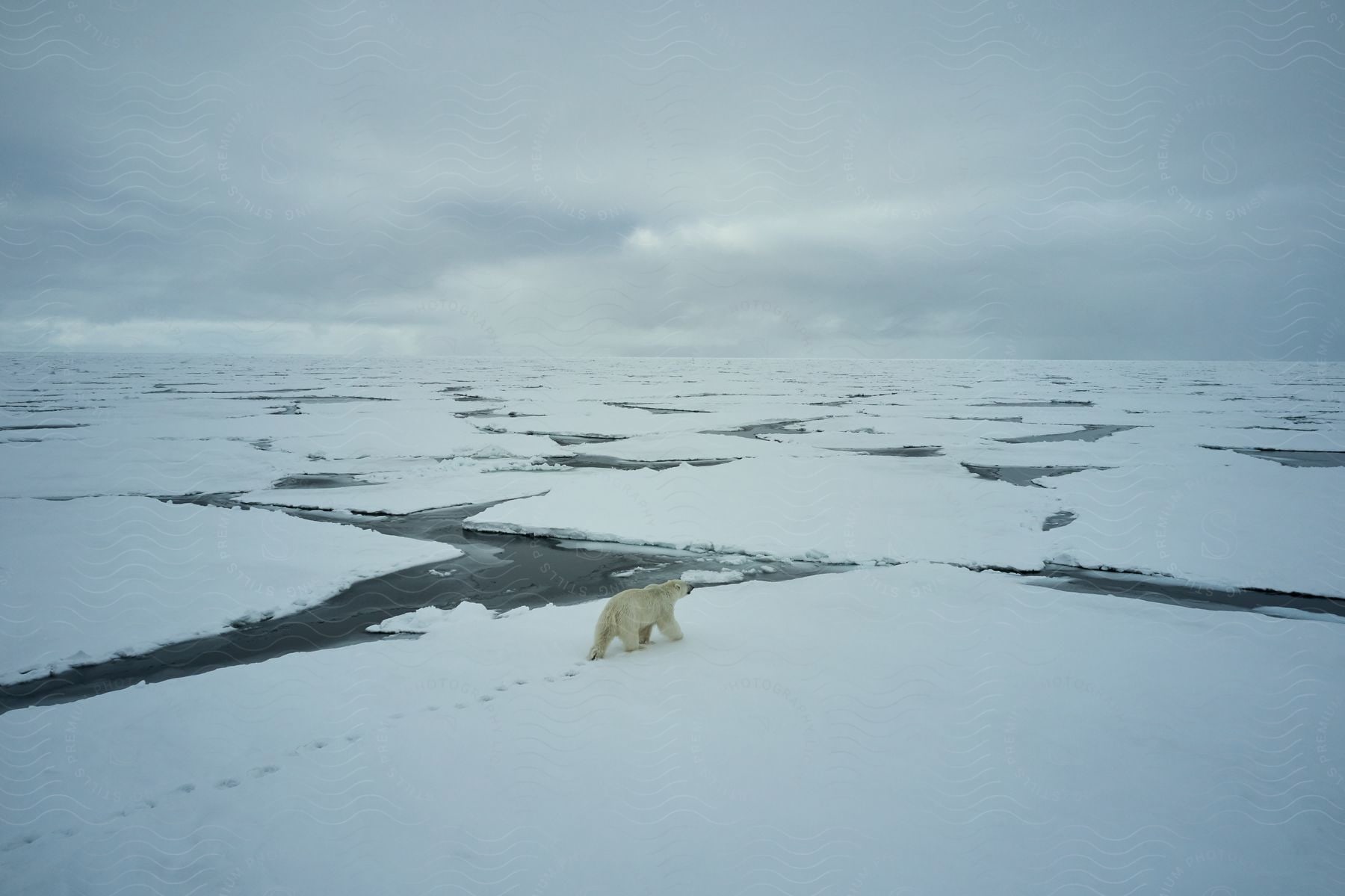 A polar bear walking across ice chunks in the russian arctic