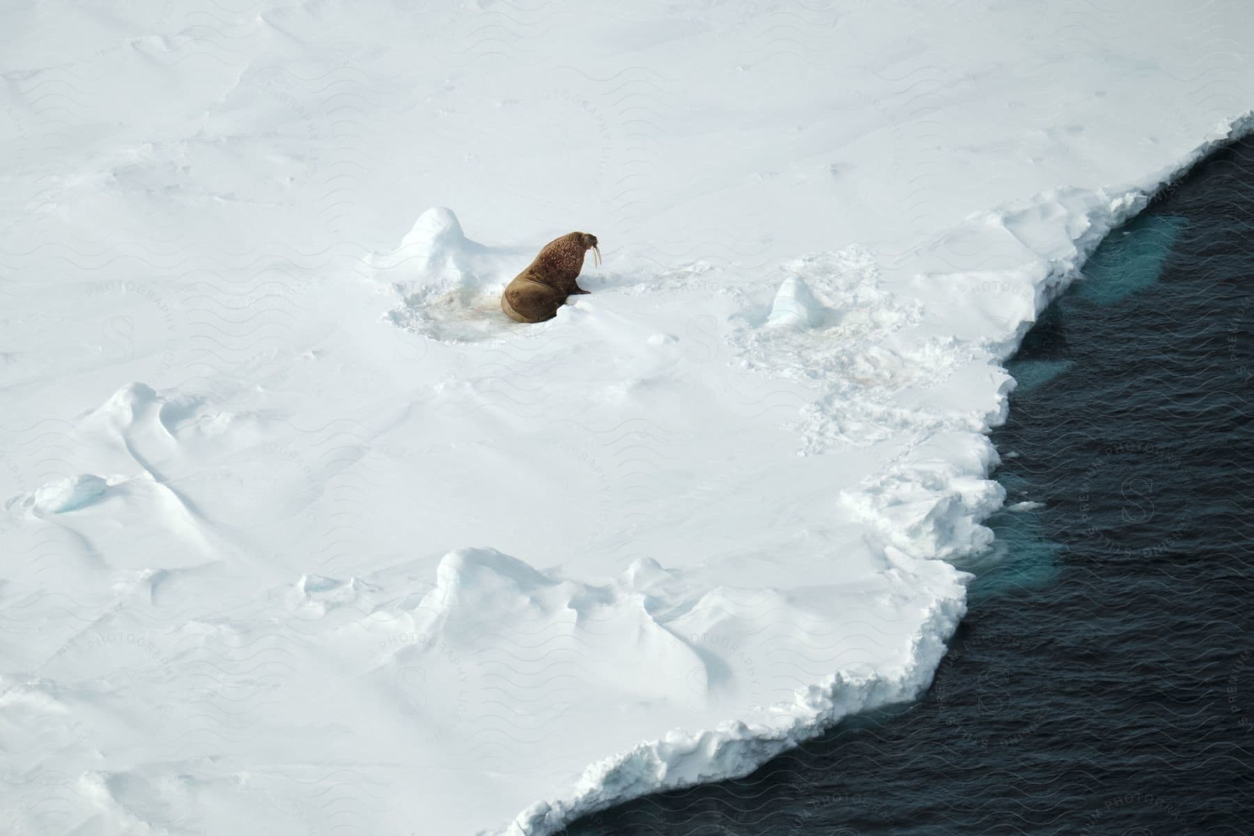 A seal resting on a sheet of ice in the russian arctic