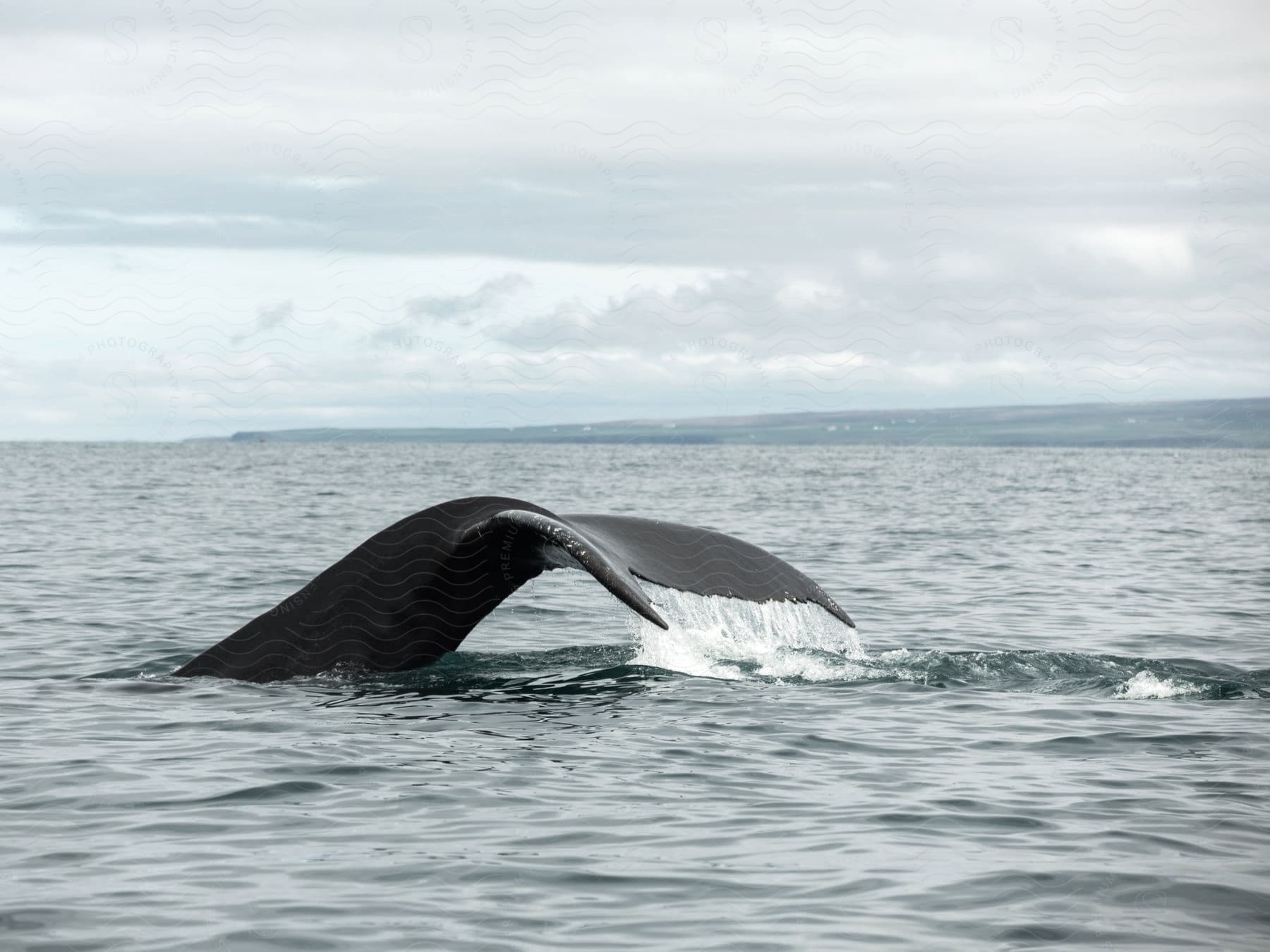 A whales tail peeks out of the ocean
